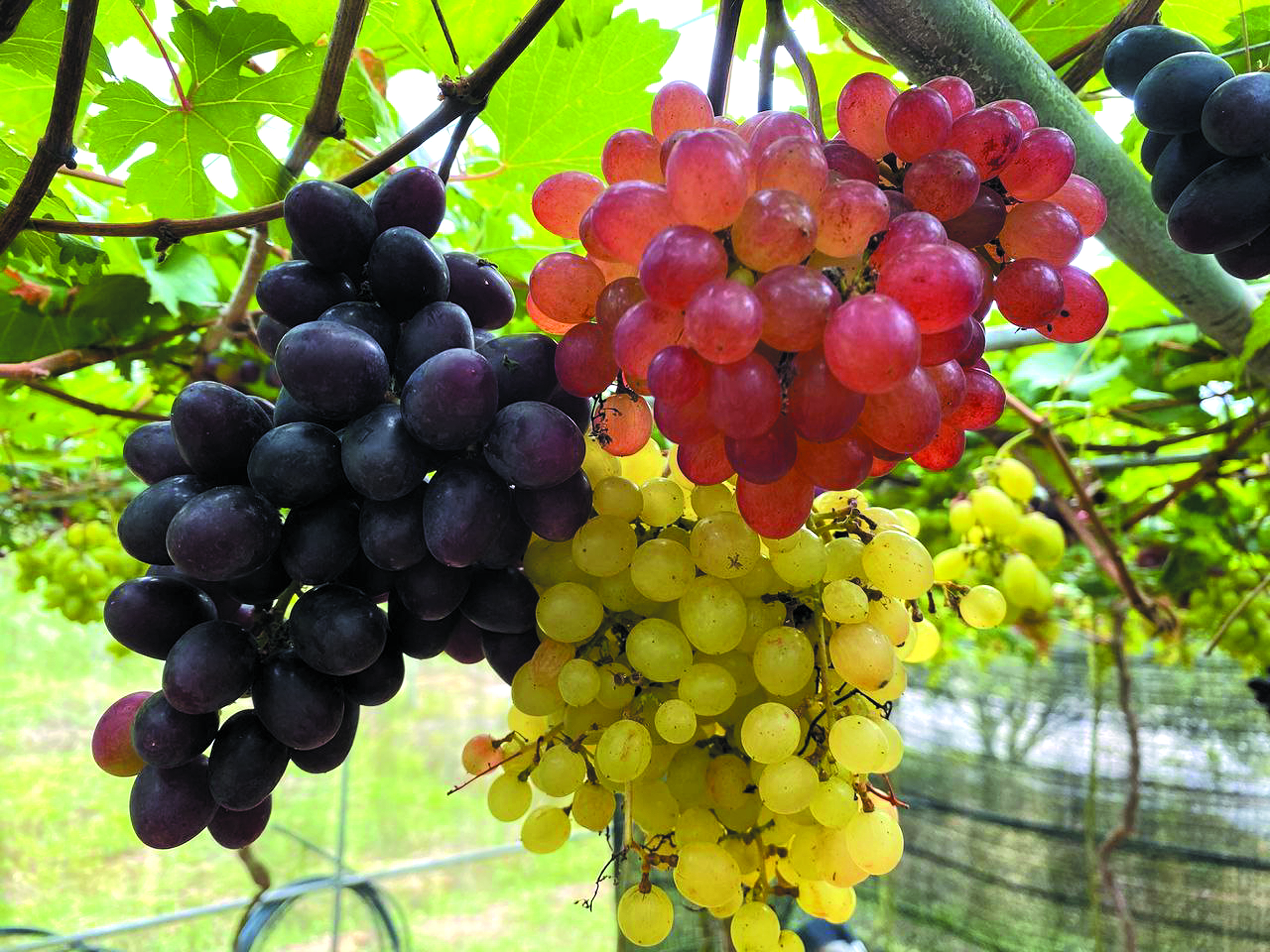 Usaha Kecil Mula Membuahkan Hasil Anggur Jerantut Makin Dikenali - Agrimag