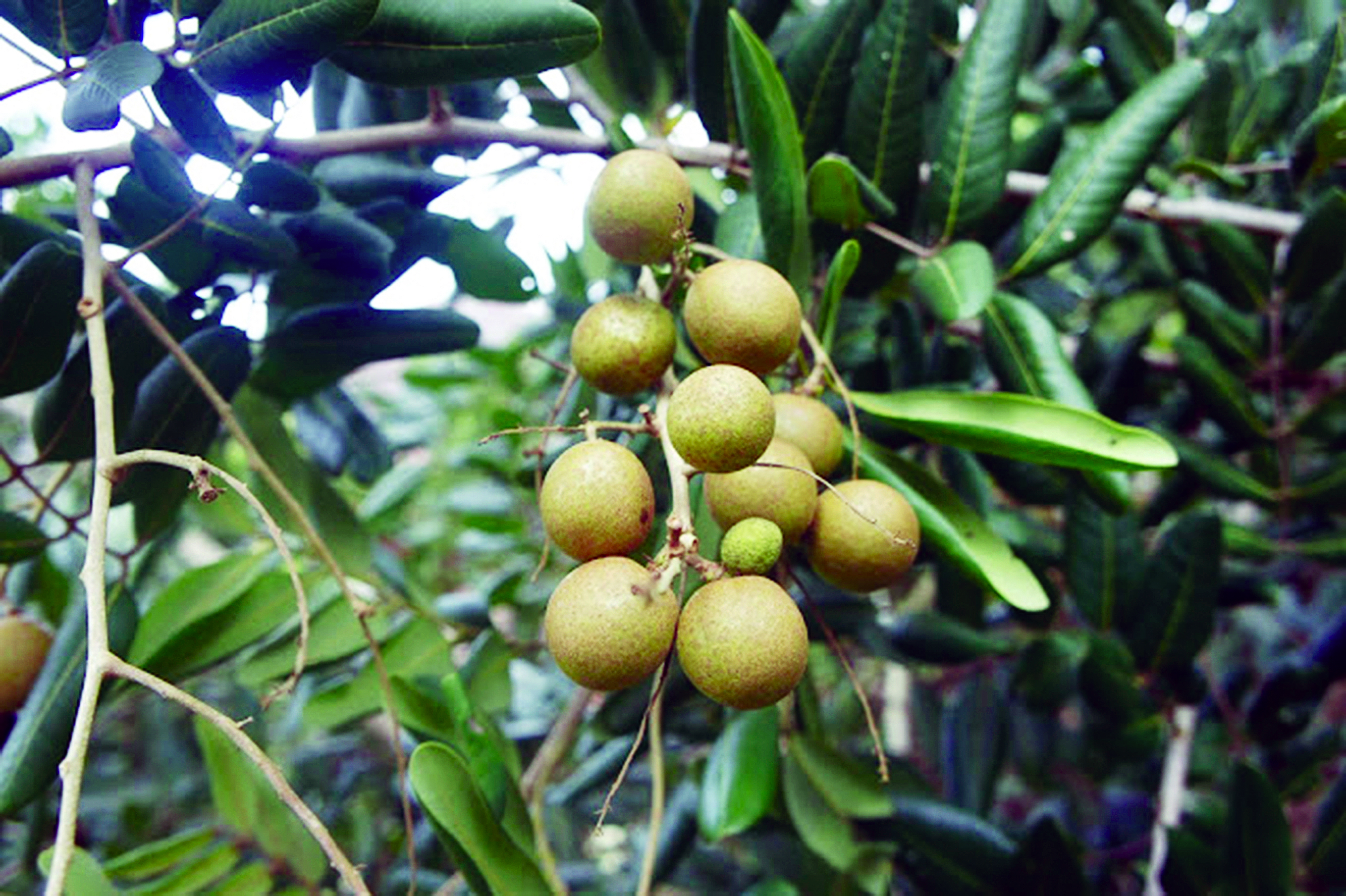 Mengatur Longan Berbuah di Luar Musim - Agrimag