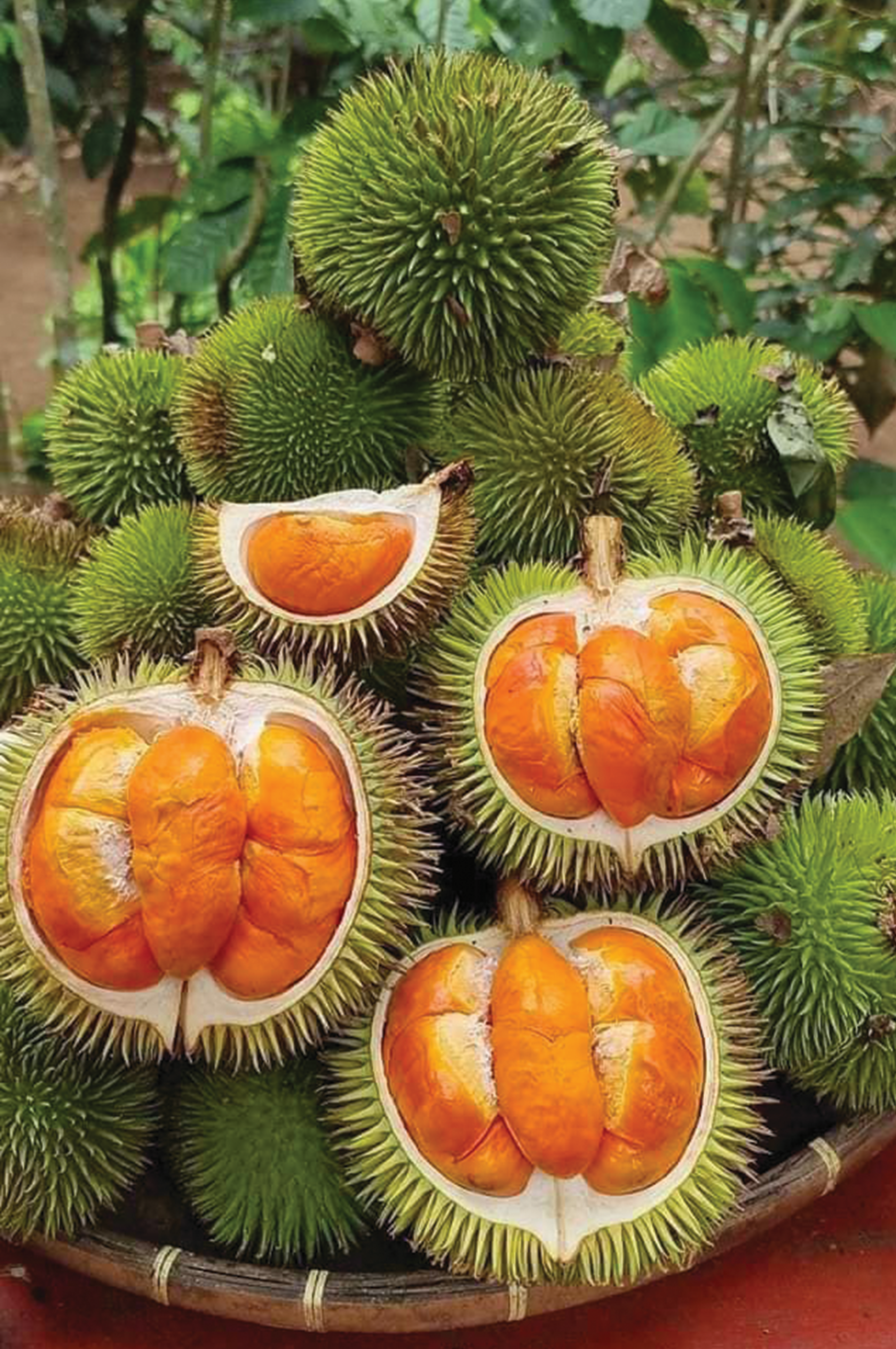 Durian Eksotik di Borneo - Agrimag