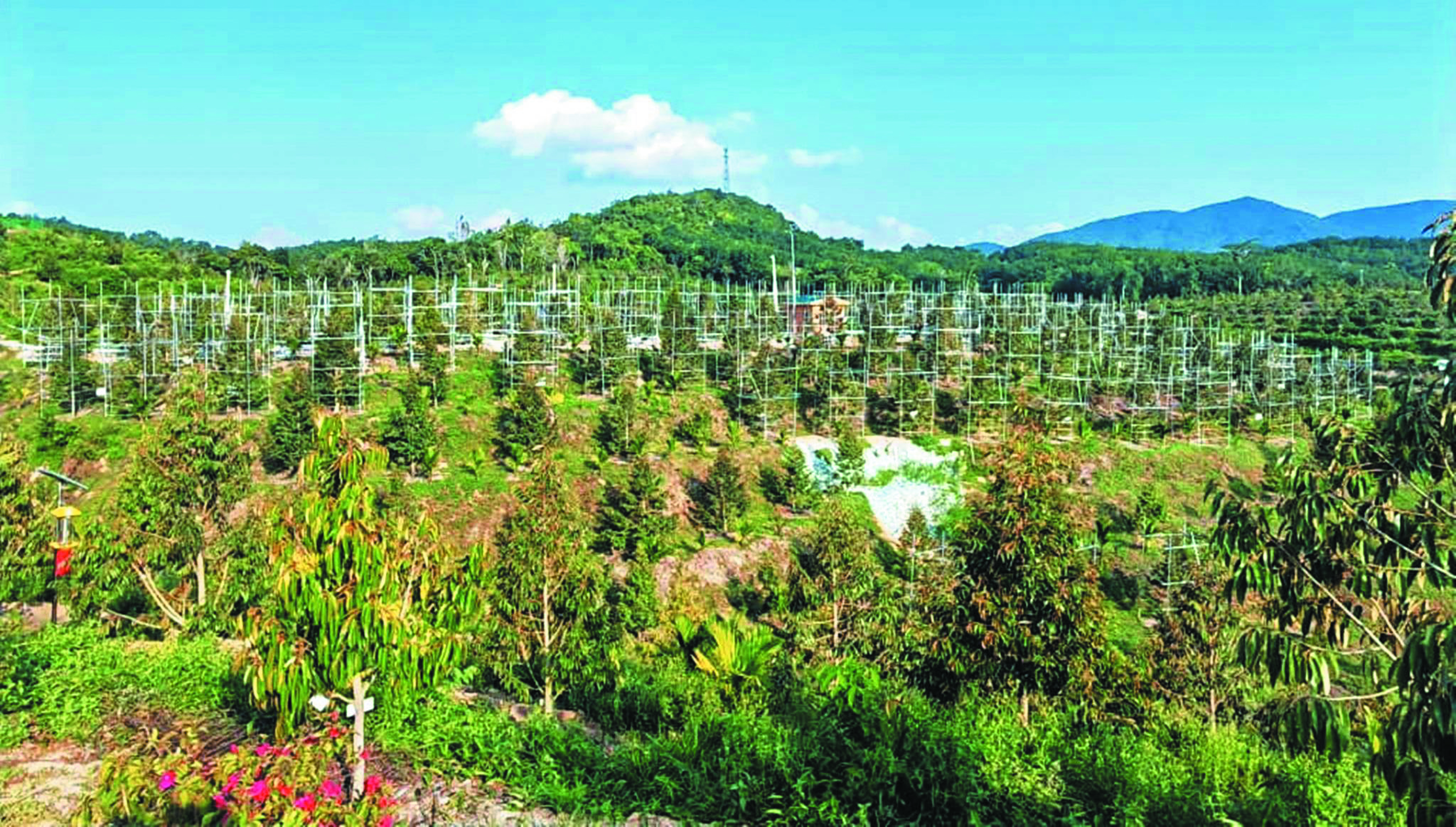 Penanaman Durian di Hainan Mampu Tembusi Pasaran China? - Agrimag