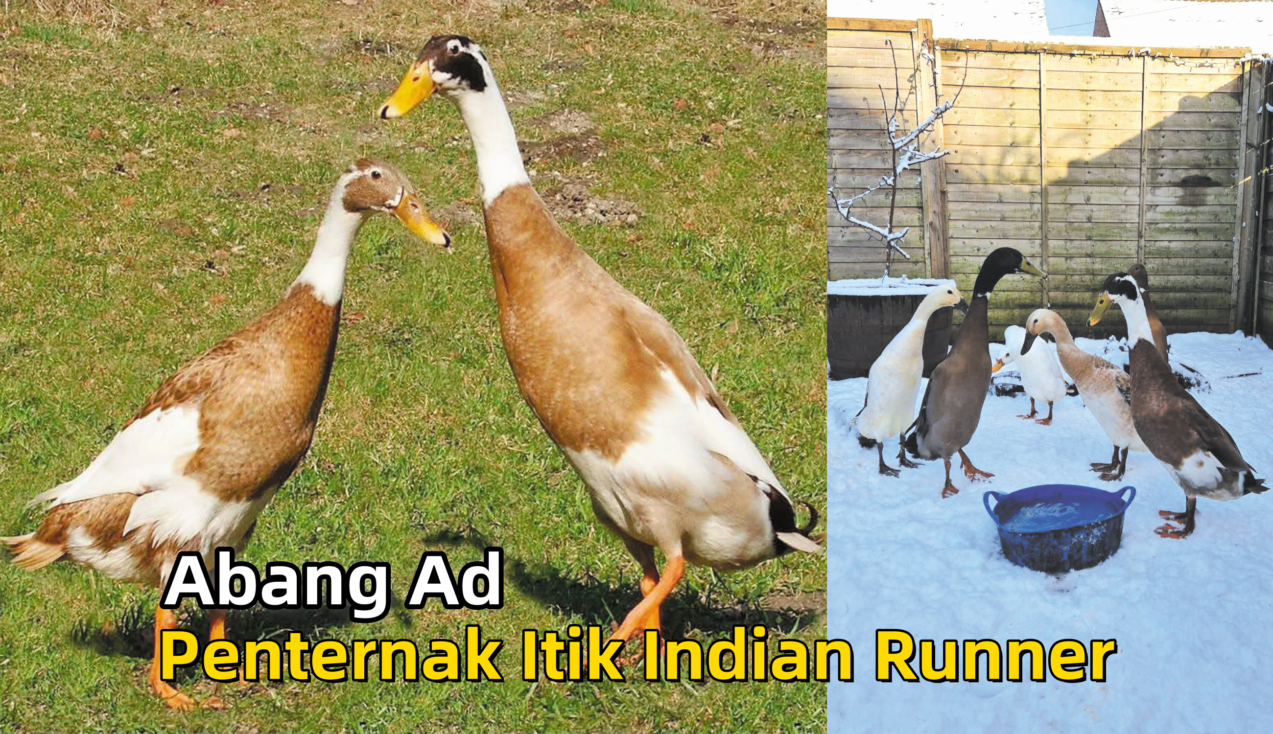 Abang Ad Penternak Itik Indian Runner - Agrimag