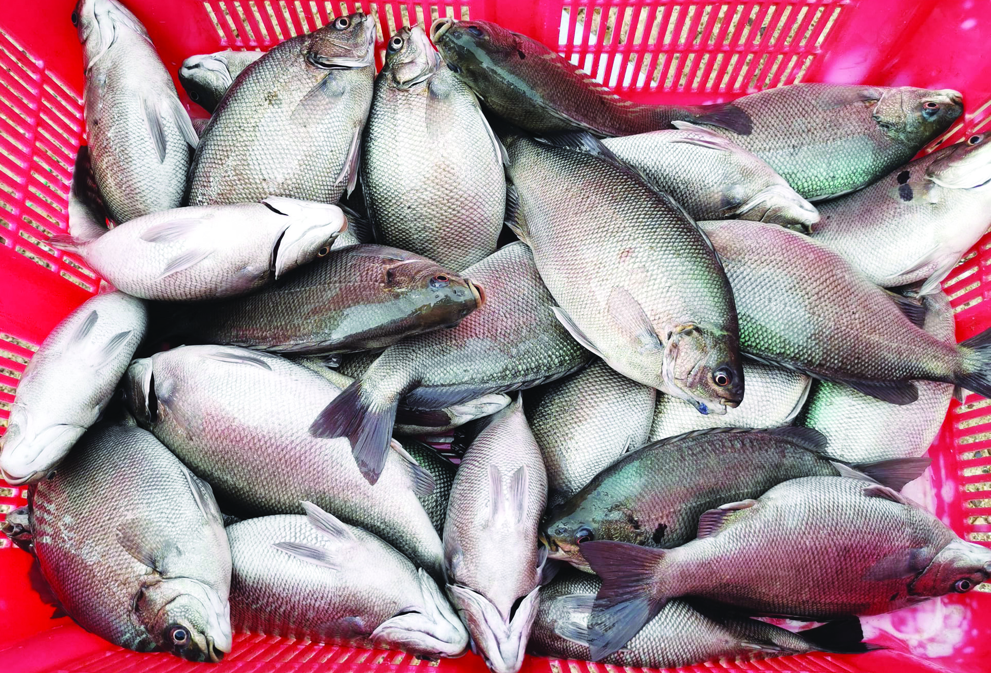 Ternak Ikan Jade Perch Dengan Air Sirkulasi Kilang - Agrimag