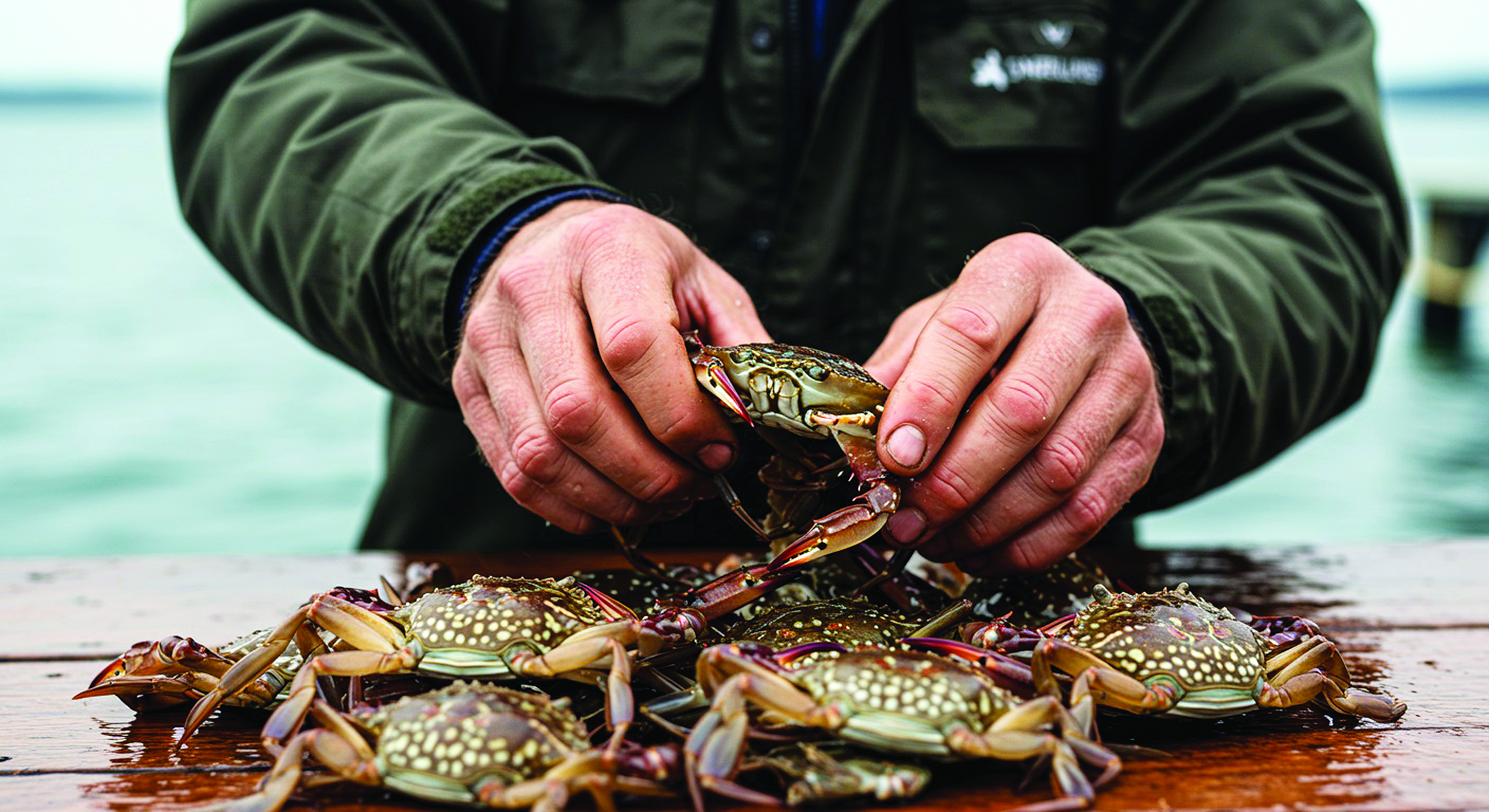 Ternakan Ketam: Dari Kolam ke Kuali - Agrimag