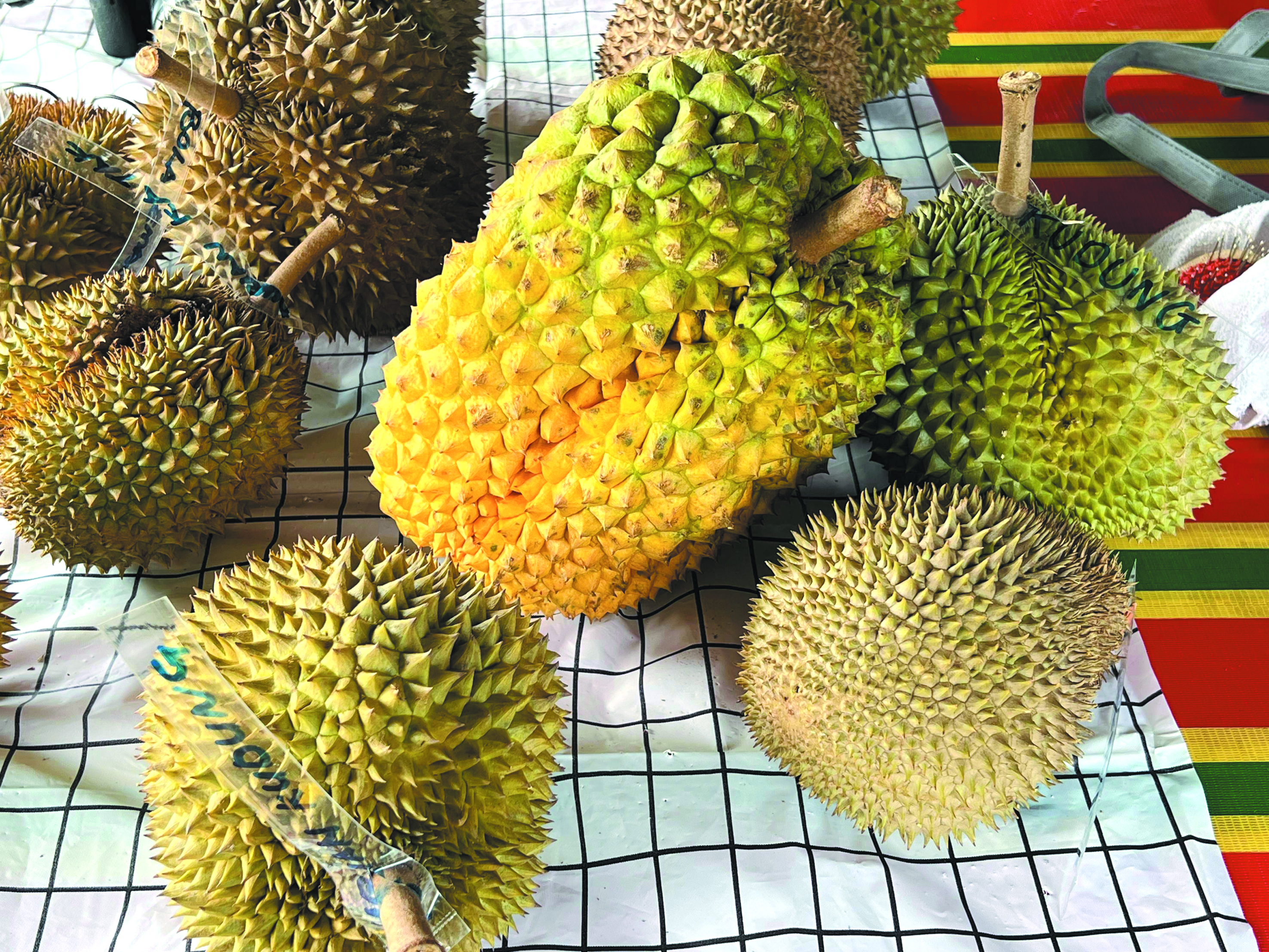 Durian Nanas Variasi Tanpa Batas dan Unik - Agrimag