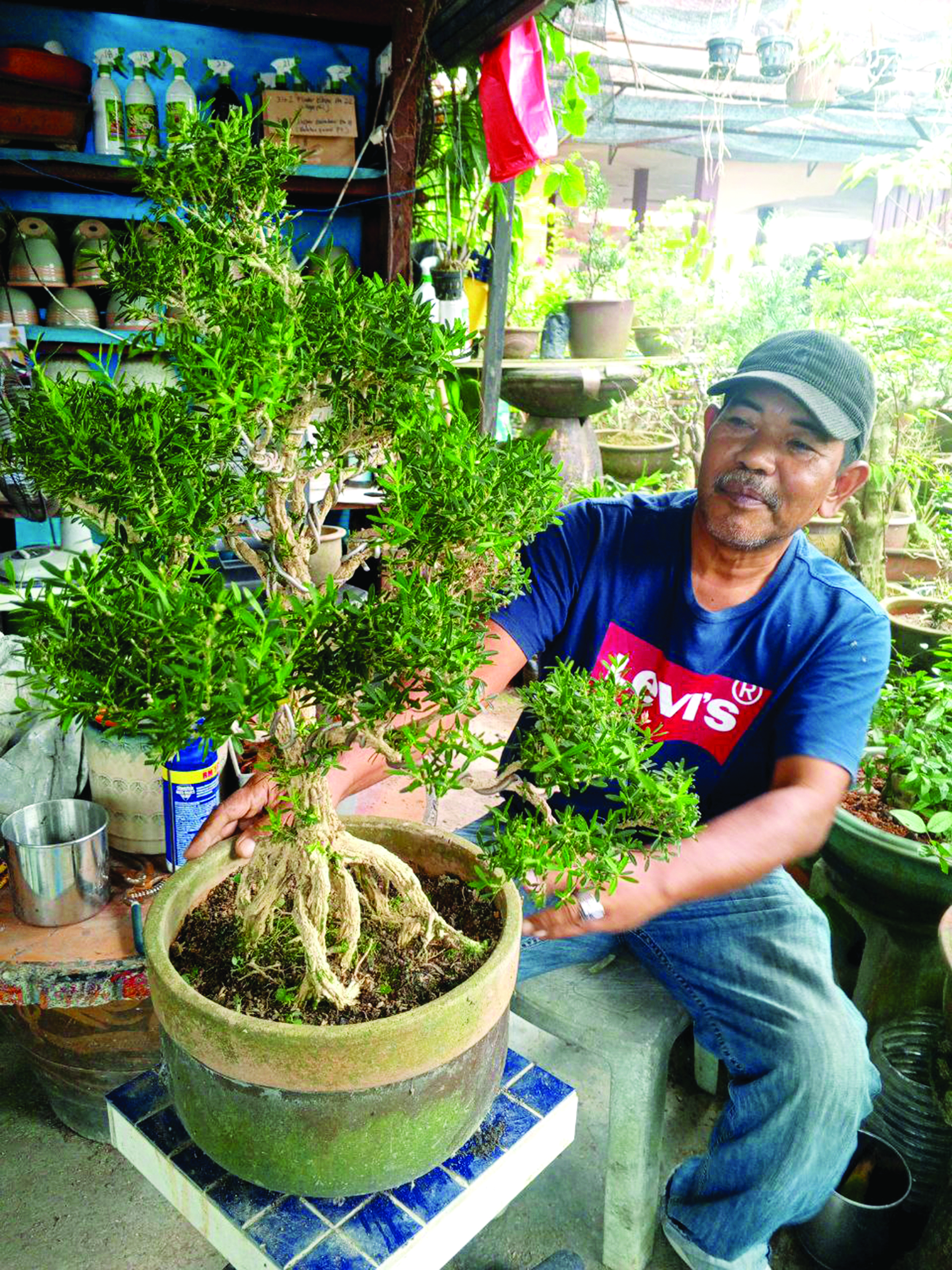 Perintis Bonsai Perak - Agrimag