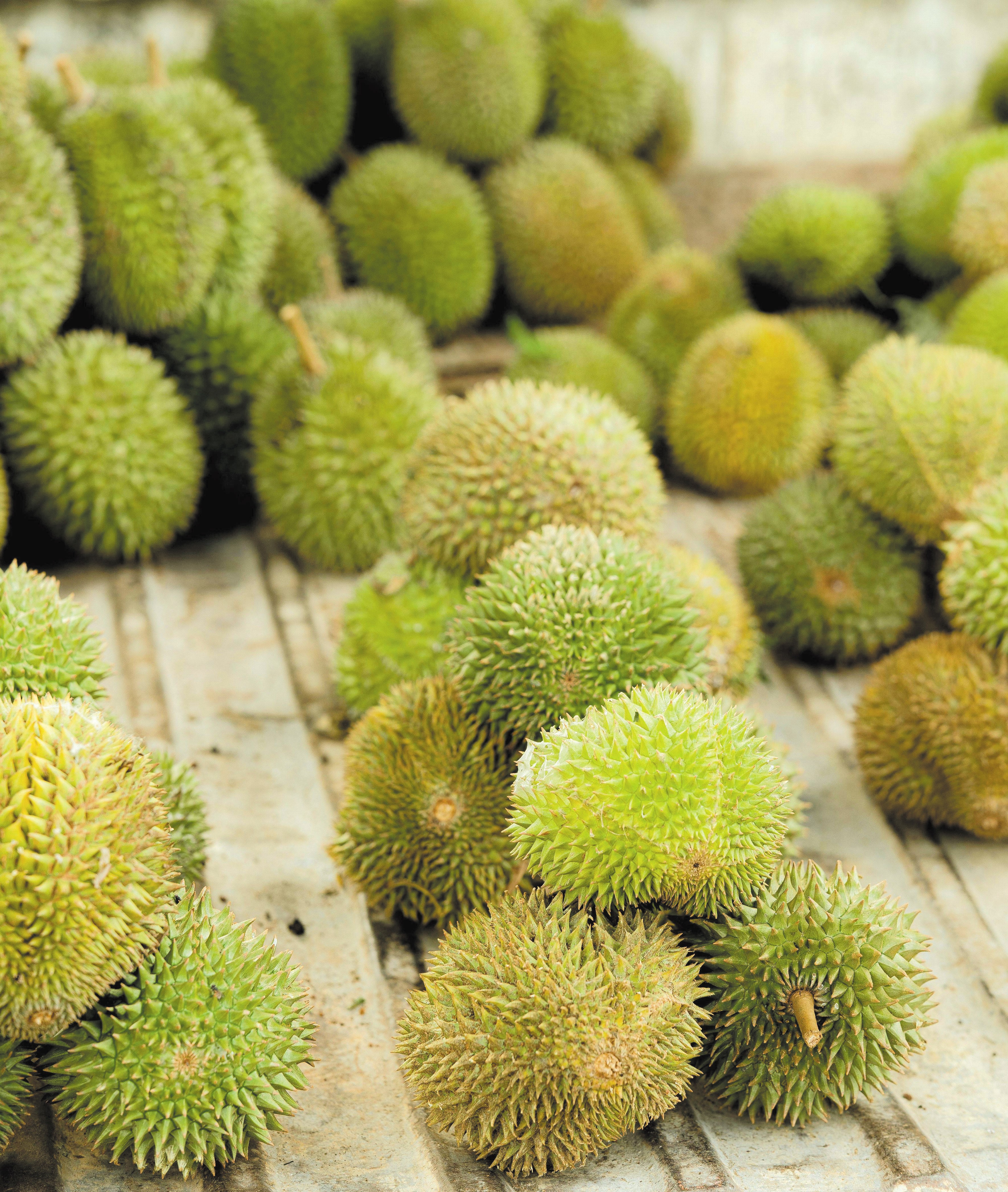 Gugur atau Petik? Industri Durian di Persimpangan - Agrimag