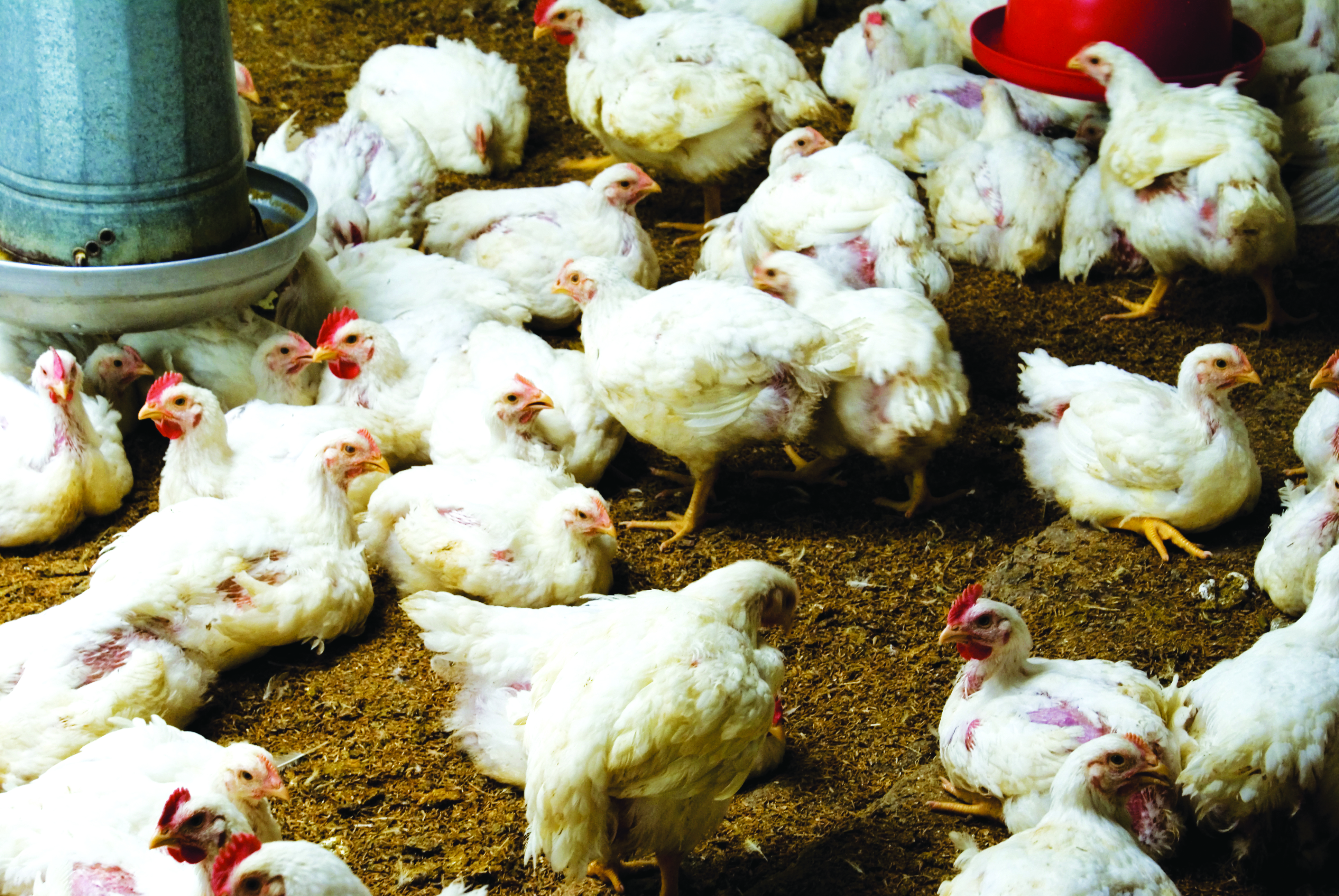 Pencegahan & Kawalan Kutu Ayam Harus Dipentingkan - Agrimag