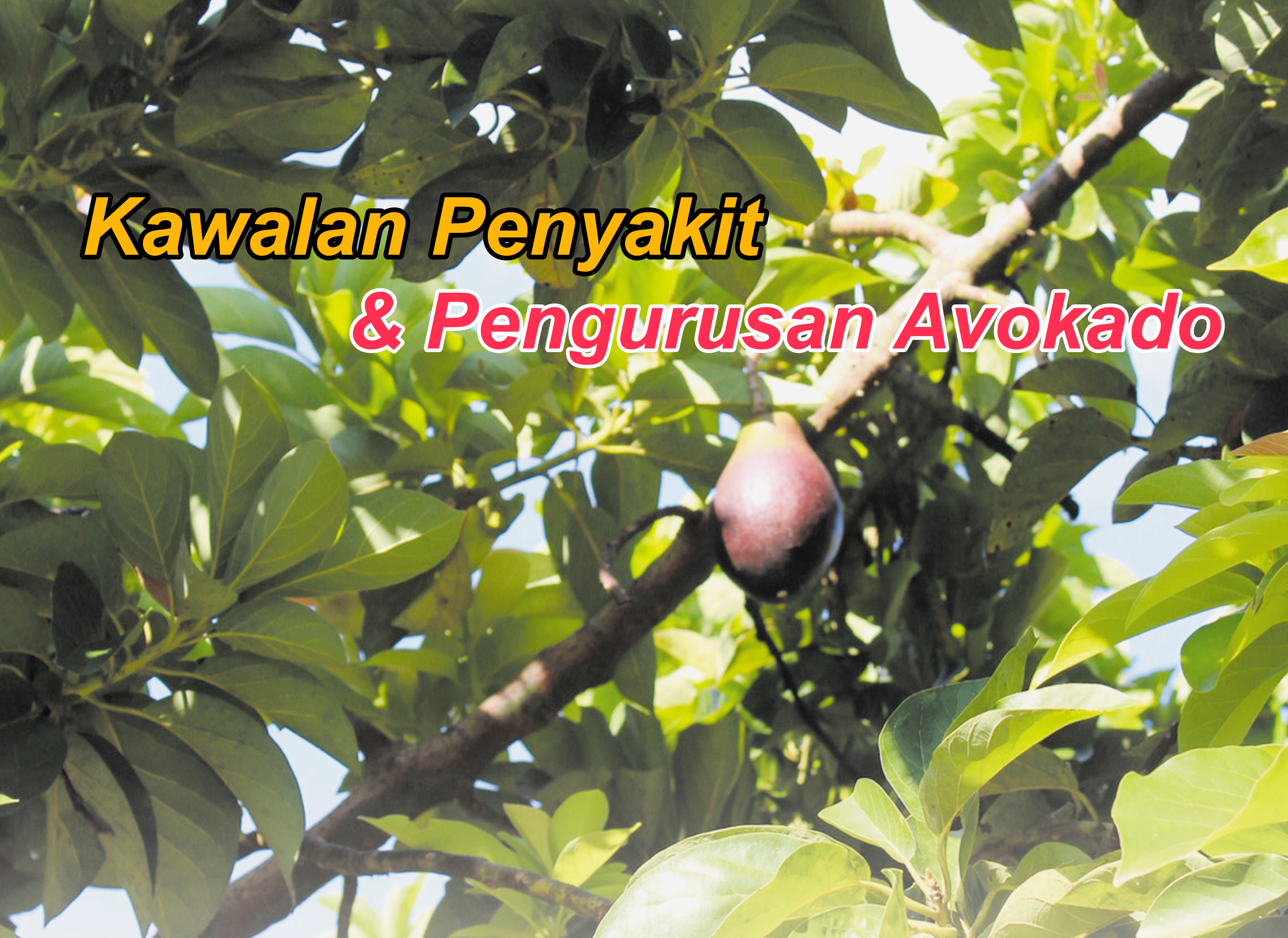 Kawalan Penyakit & Pengurusan Avokado - Agrimag