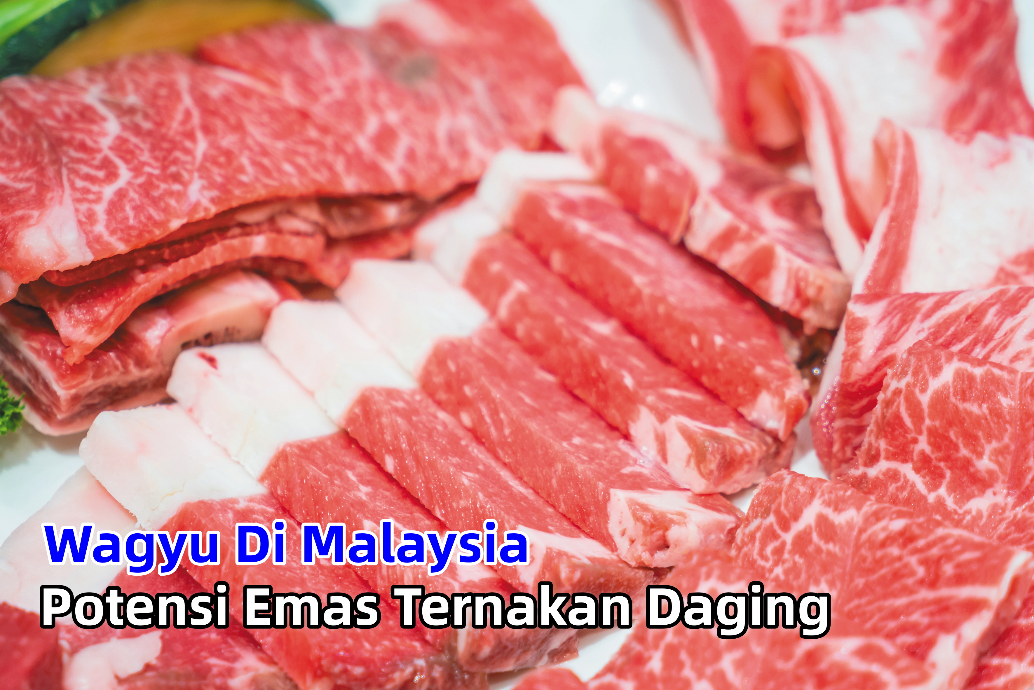 Wagyu Di Malaysia Potensi Emas Ternakan Daging - Agrimag