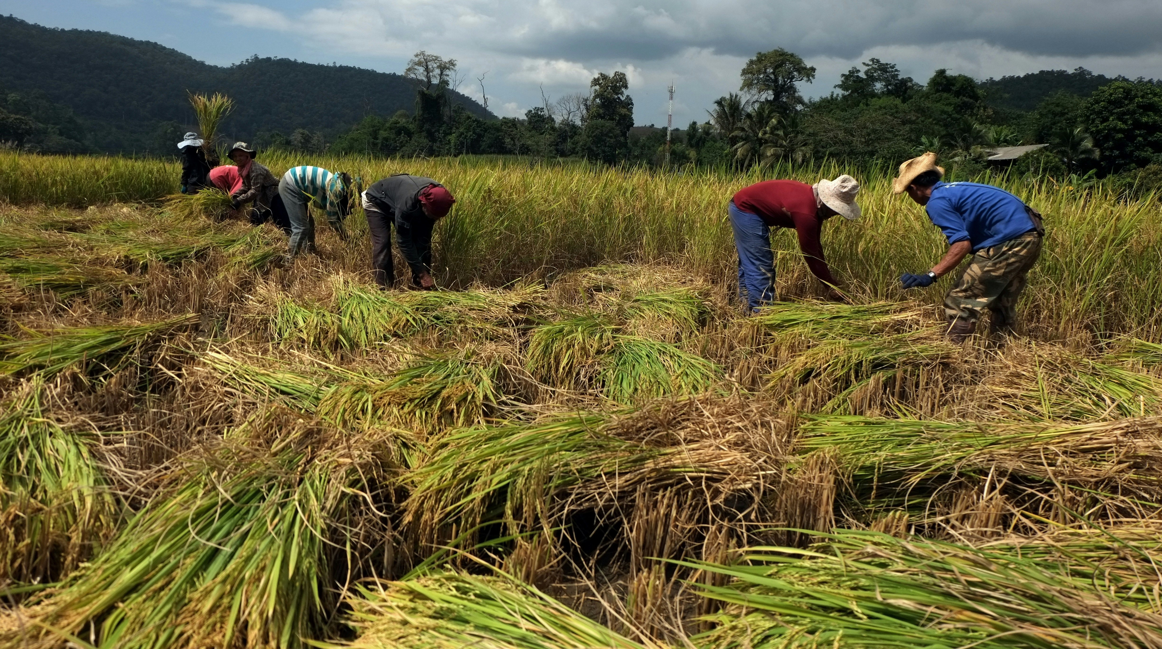 Adakah Malaysia Hadapi Krisis Makanan? - Agrimag
