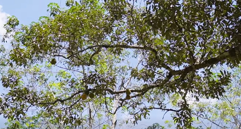 Raja Rimba Hadiah daripada - Agrimag