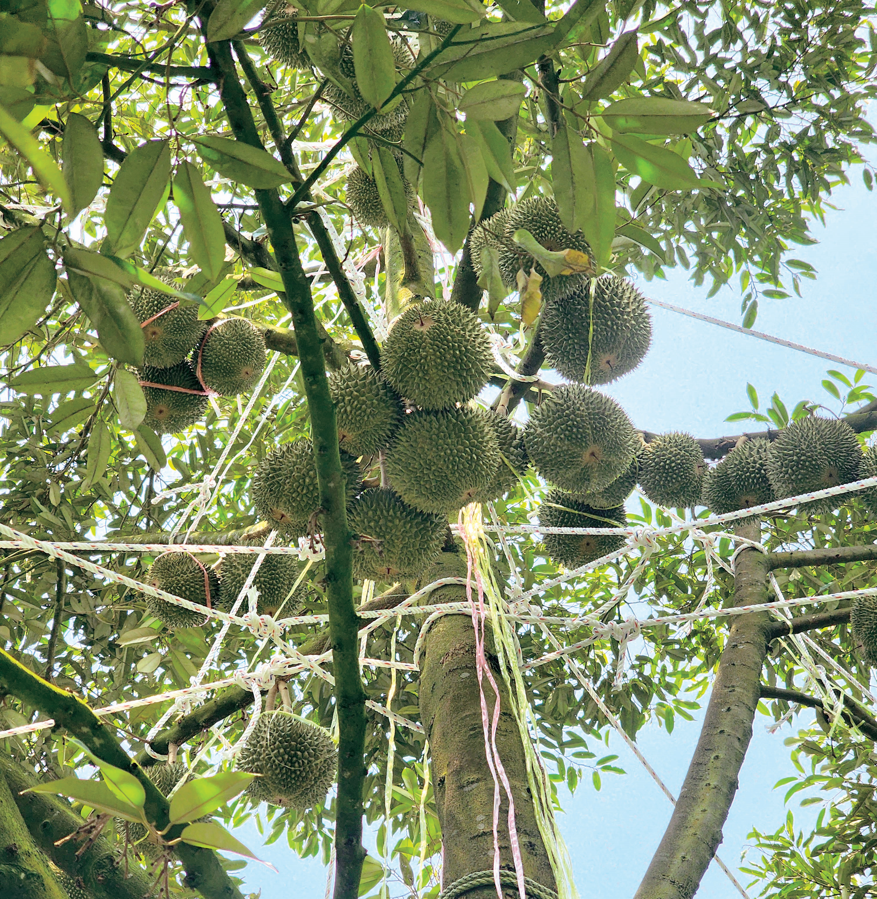 Pembajaan Khusus Tingkatkan Kualiti Durian - Agrimag