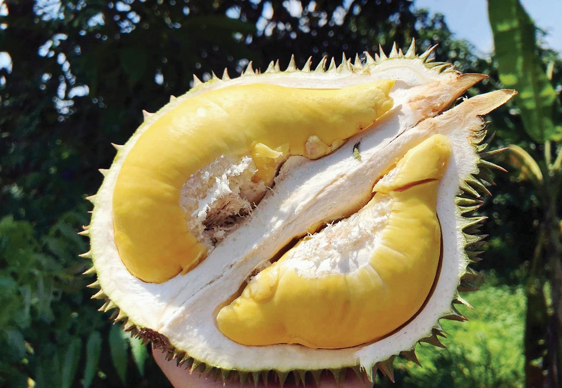 Durian Nonthaburi Termahal di Dunia, RM480 Sekilogram - Agrimag