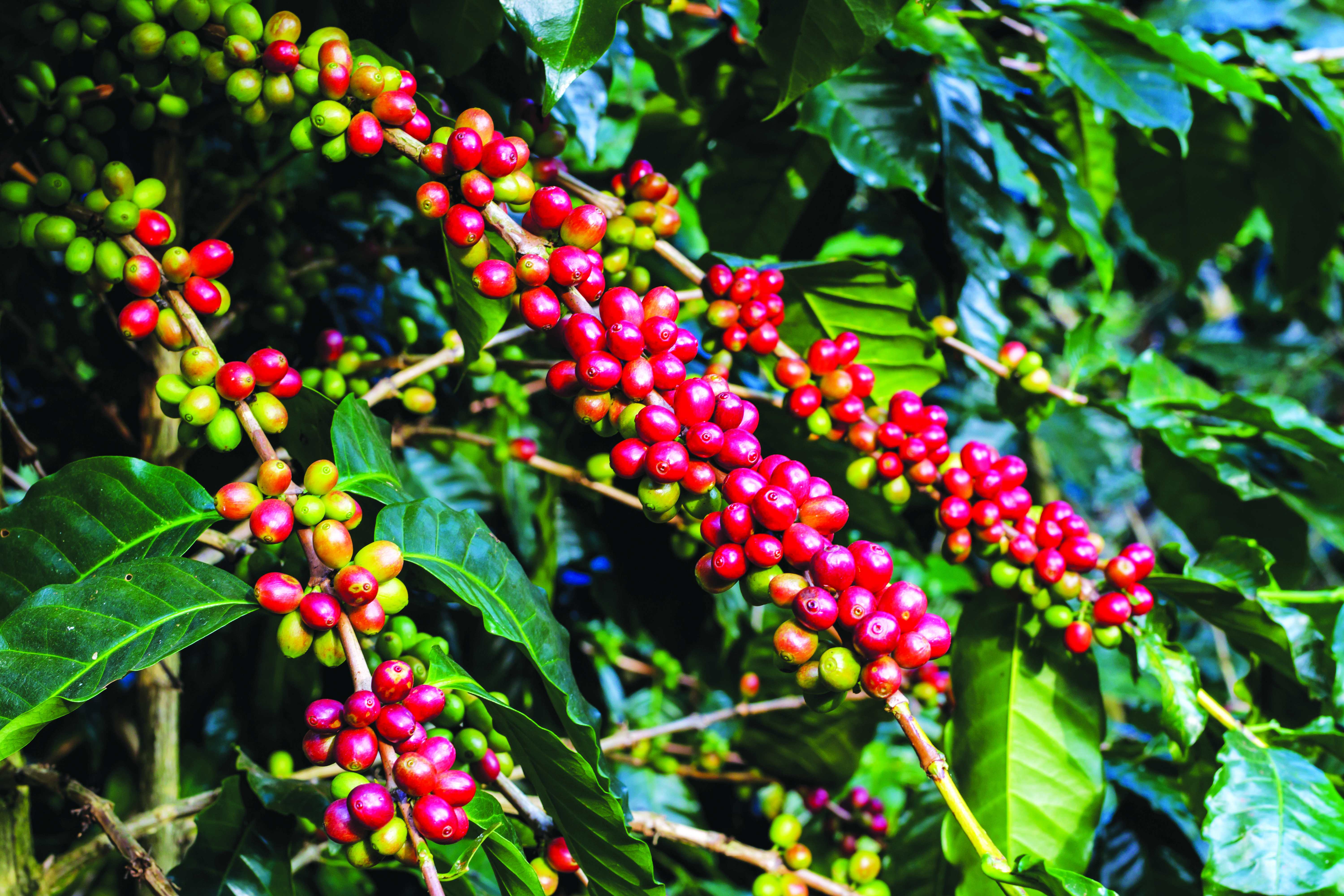 Kafe Sebagai Gaya Hidup - Agrimag