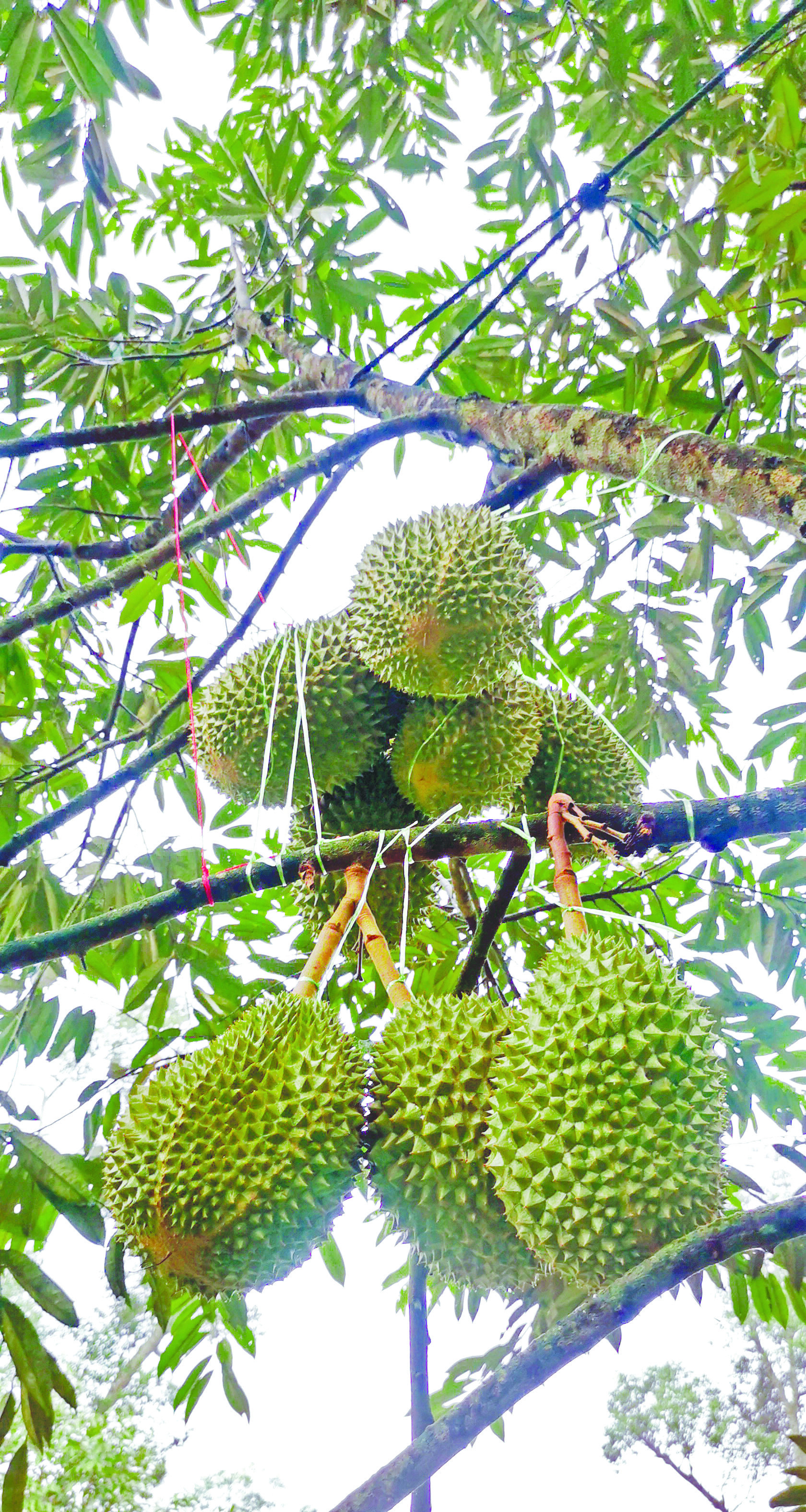 3 Prosedur Eksport Durian Segar - Agrimag