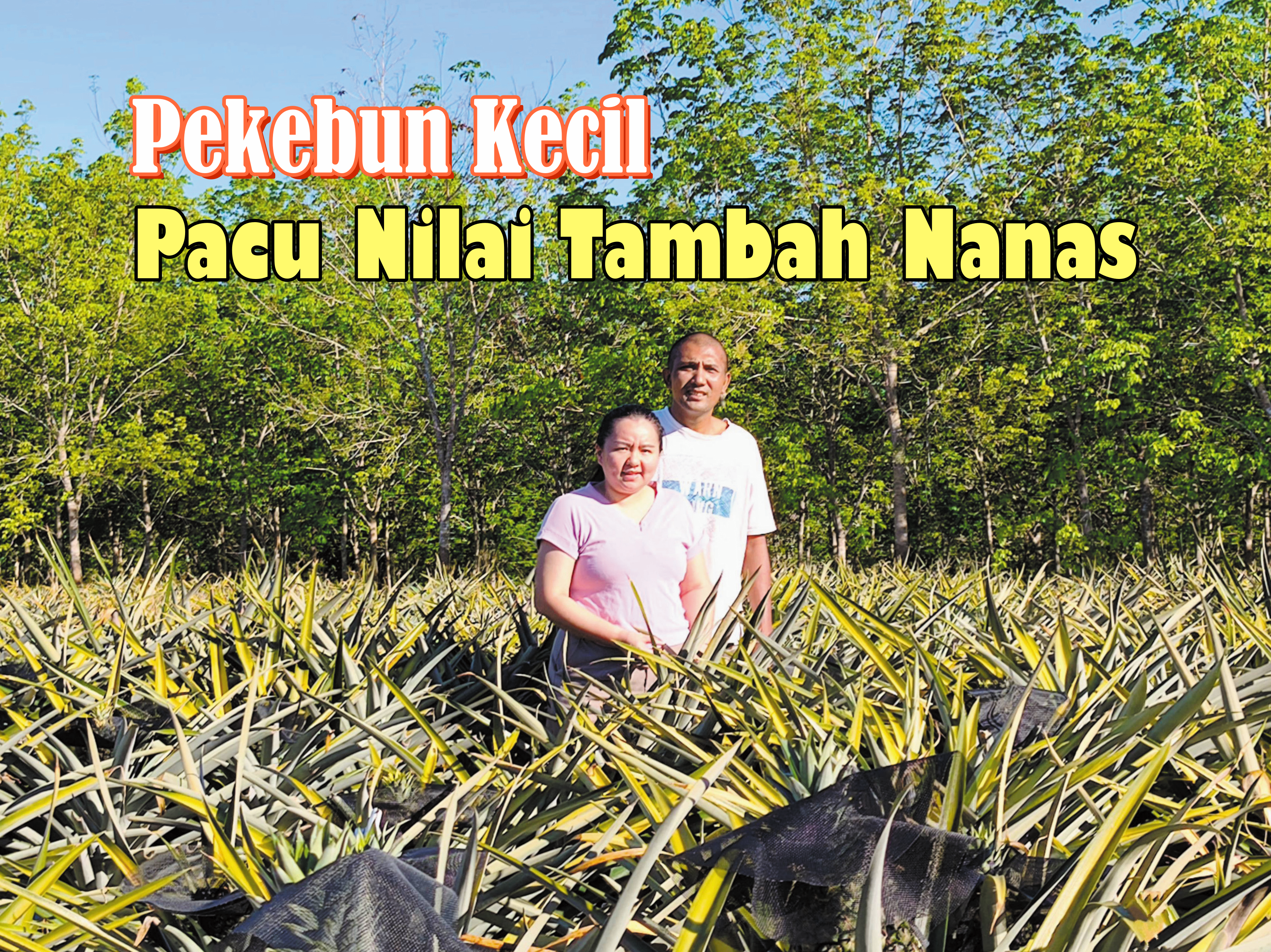 Pekebun Kecil Pacu Nilai Tambah Nanas - Agrimag