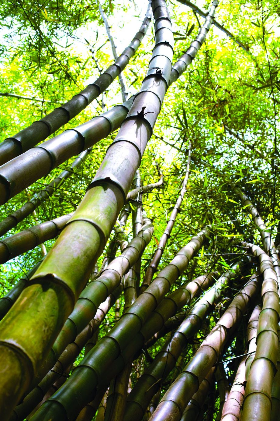 Kerajaan Negeri Sarawak Melabur untuk menanam 20,000 hektar buluh - Agrimag