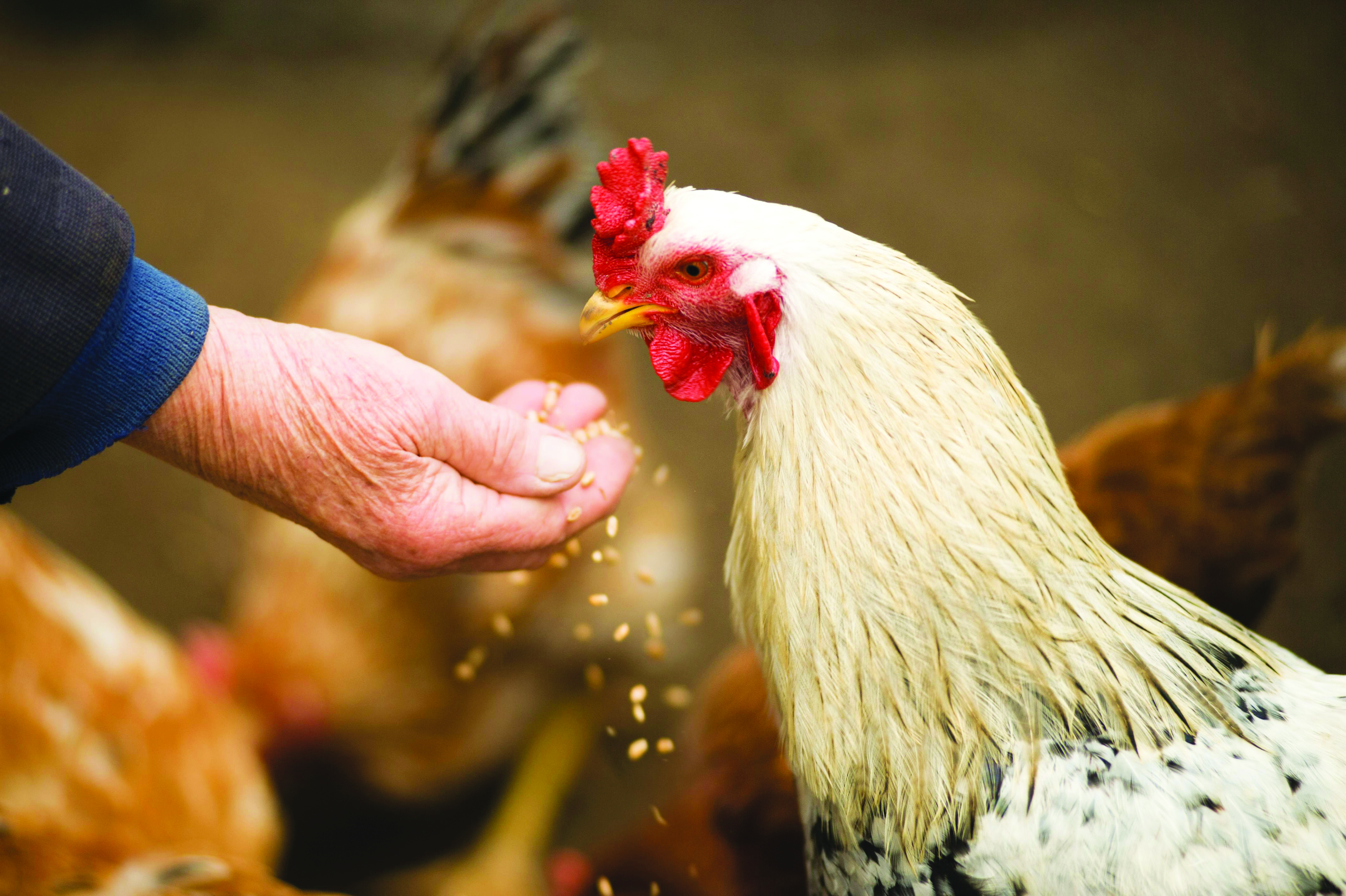 Formula Makanan yang Betul Tingkatkan Pengeluaran Ayam Telur - Agrimag