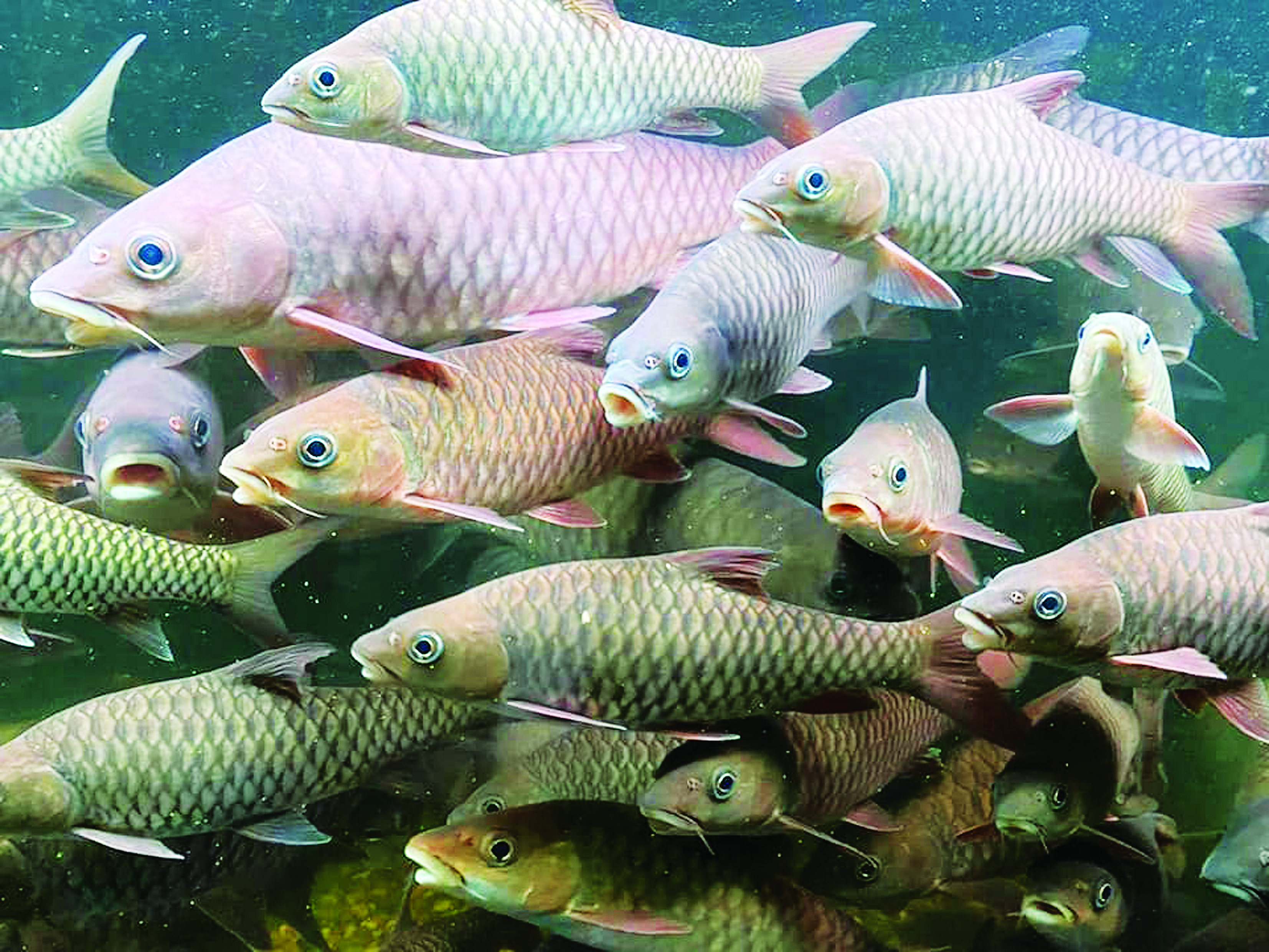 Potensi Ternakan Ikan Kelah - Agrimag