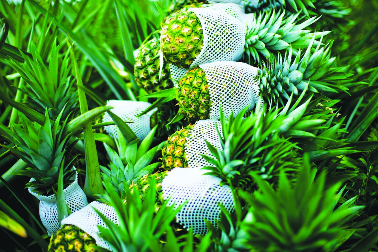Durian dan Nanas MD2, Tumpuan Utama Eksport Negara - Agrimag