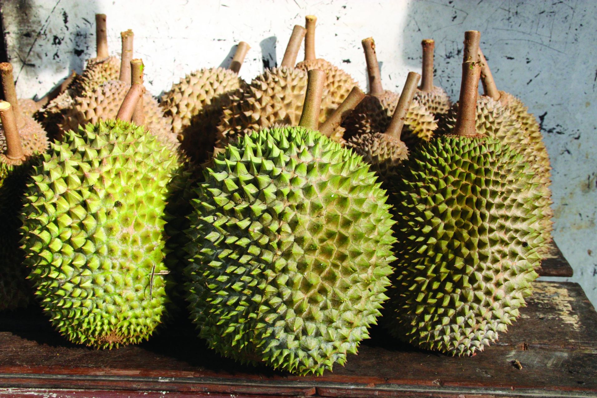 Negara Jiran Merebut Peluang Perniagaan Durian - Agrimag