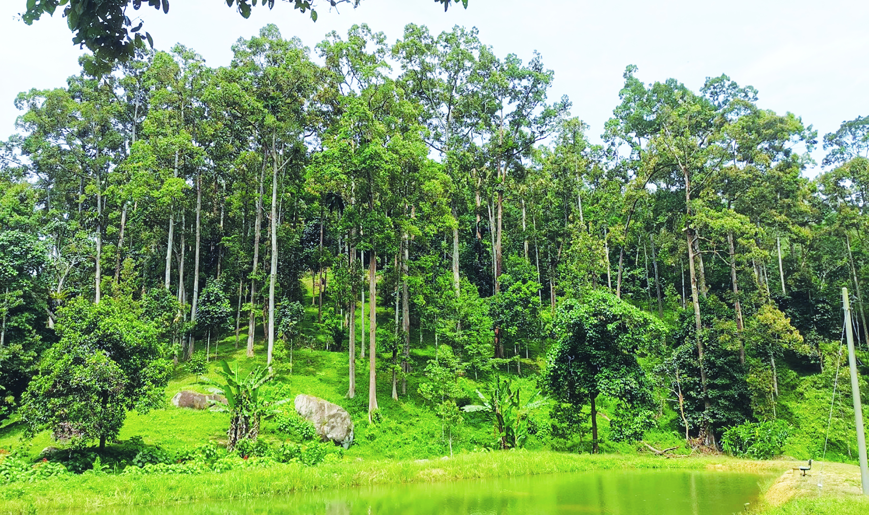 Pelaburan Pokok Durian Tua & Kebun Lama - Agrimag