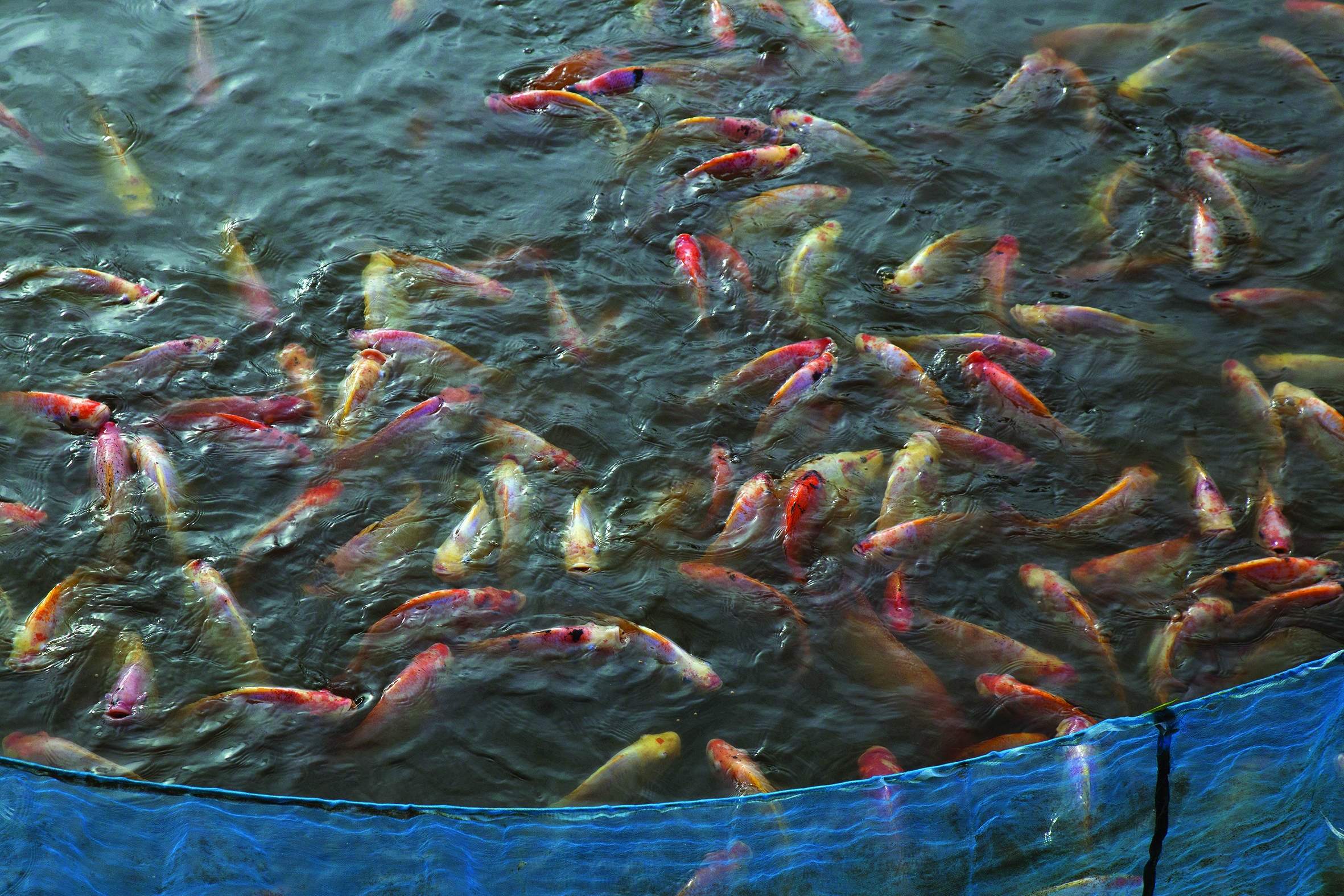 Kelebihan & Kekurangan Teknologi Bioflok - Agrimag
