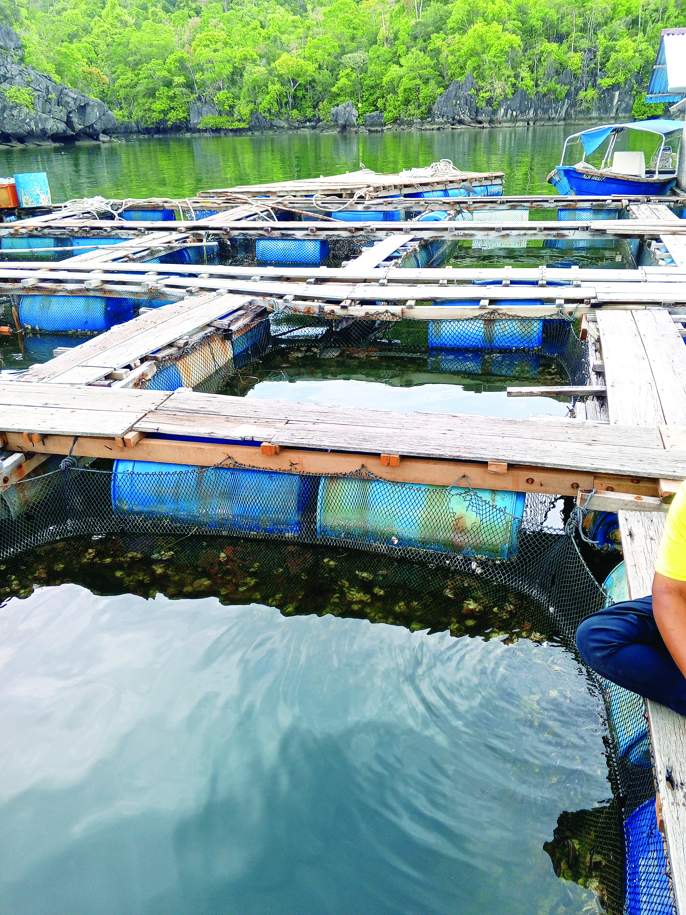 Ternakan Ikan Sangkar Sedia Ikan Segar untuk Pelancong - Agrimag