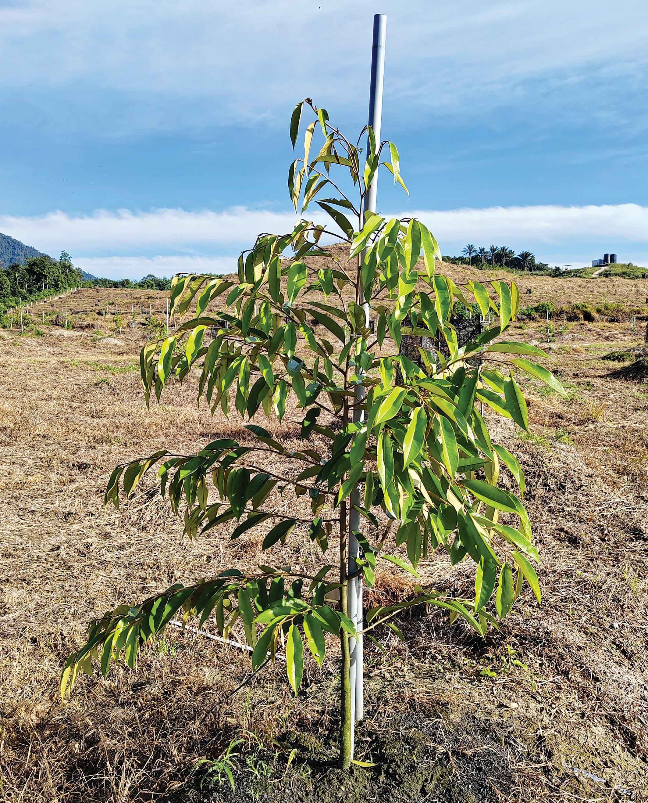 Praktik Moden Penanaman Durian - Agrimag