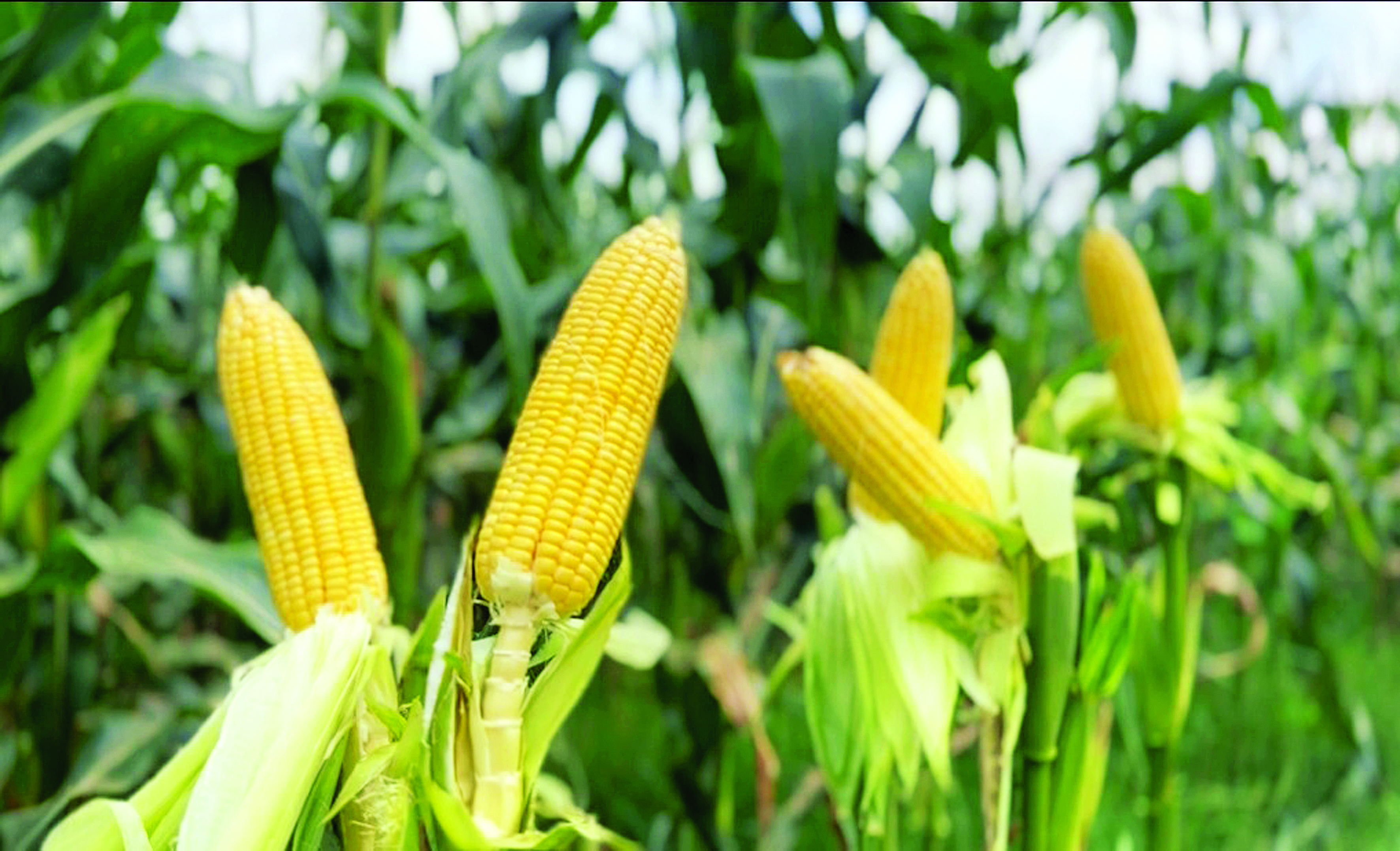 5 Varieti Jagung Manis Paling Popular - Agrimag