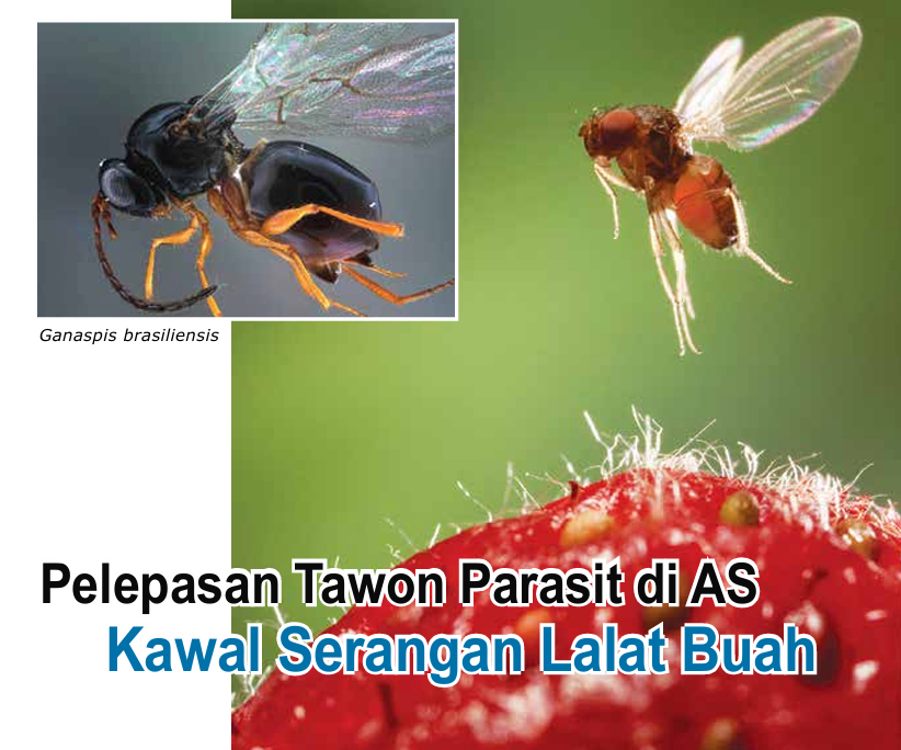 Pelepasan Tawon Parasit di AS Kawal Serangan Lalat Buah - Agrimag