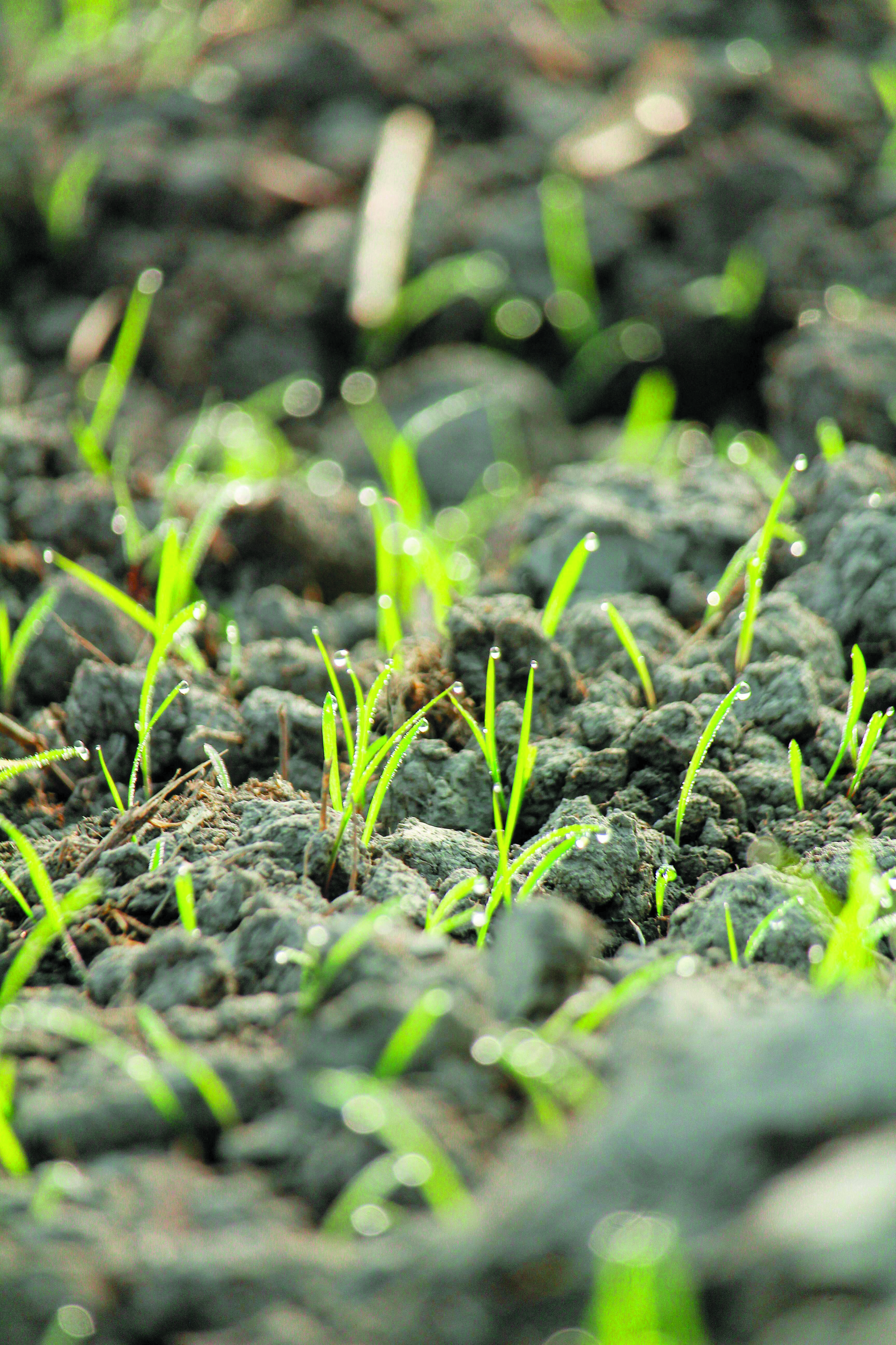 Penuaan Tanah Indonesia dan Strategi Pemulihan - Agrimag