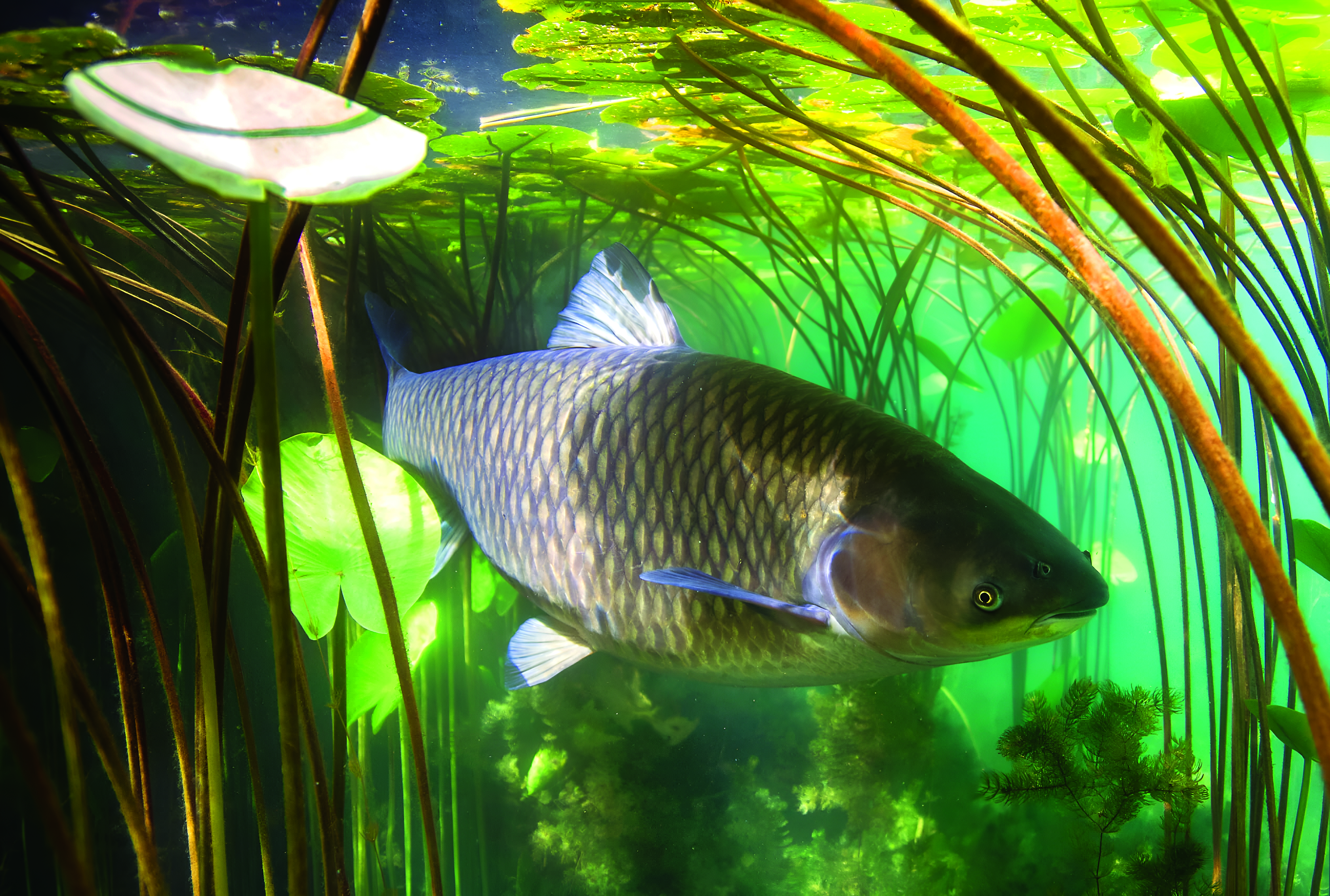 Strategi Peningkatan Protein Ikan Kap Rumput - Agrimag