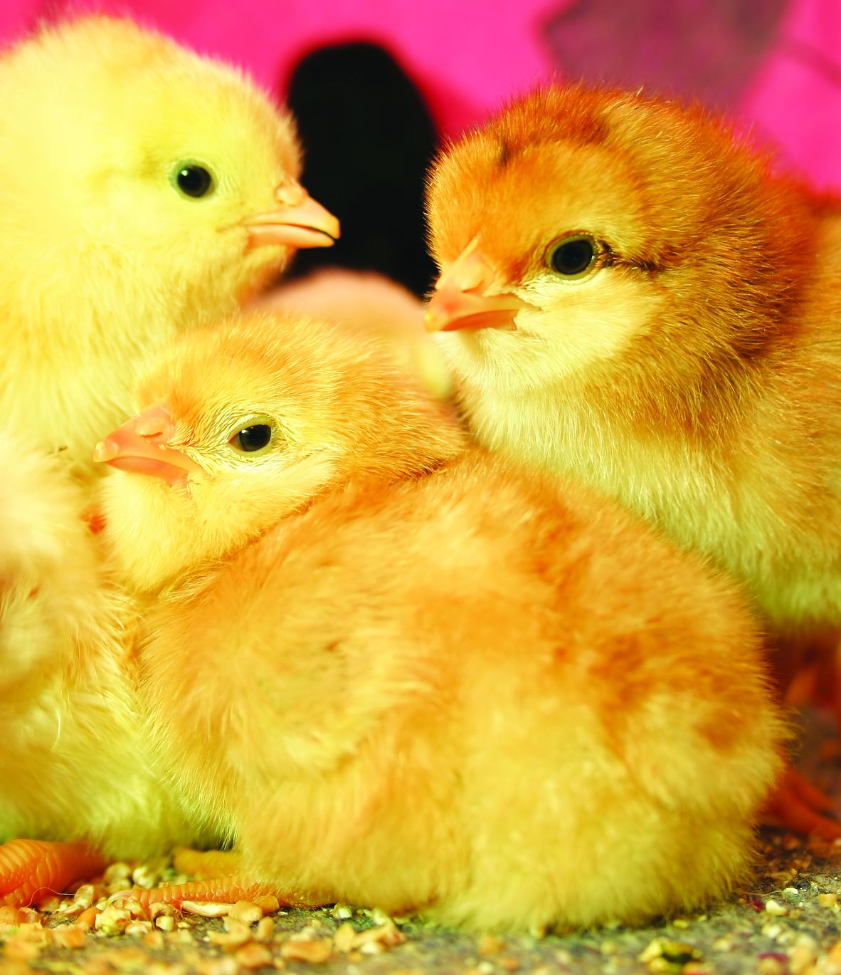 Kurangkan Kadar Kematian Anak Ayam - Agrimag