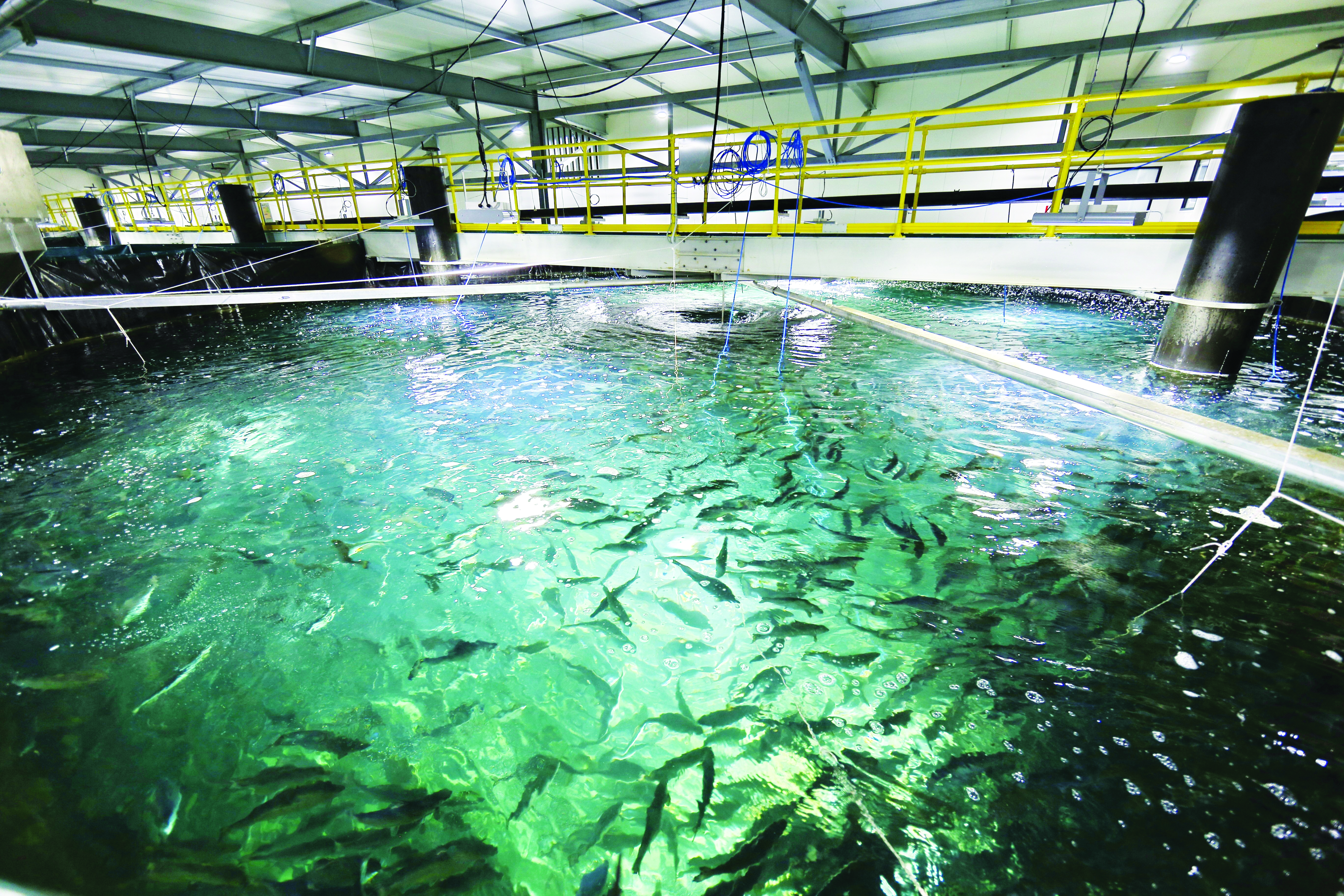 Akuakultur Air Kitar Semula Cabaran Besar - Agrimag