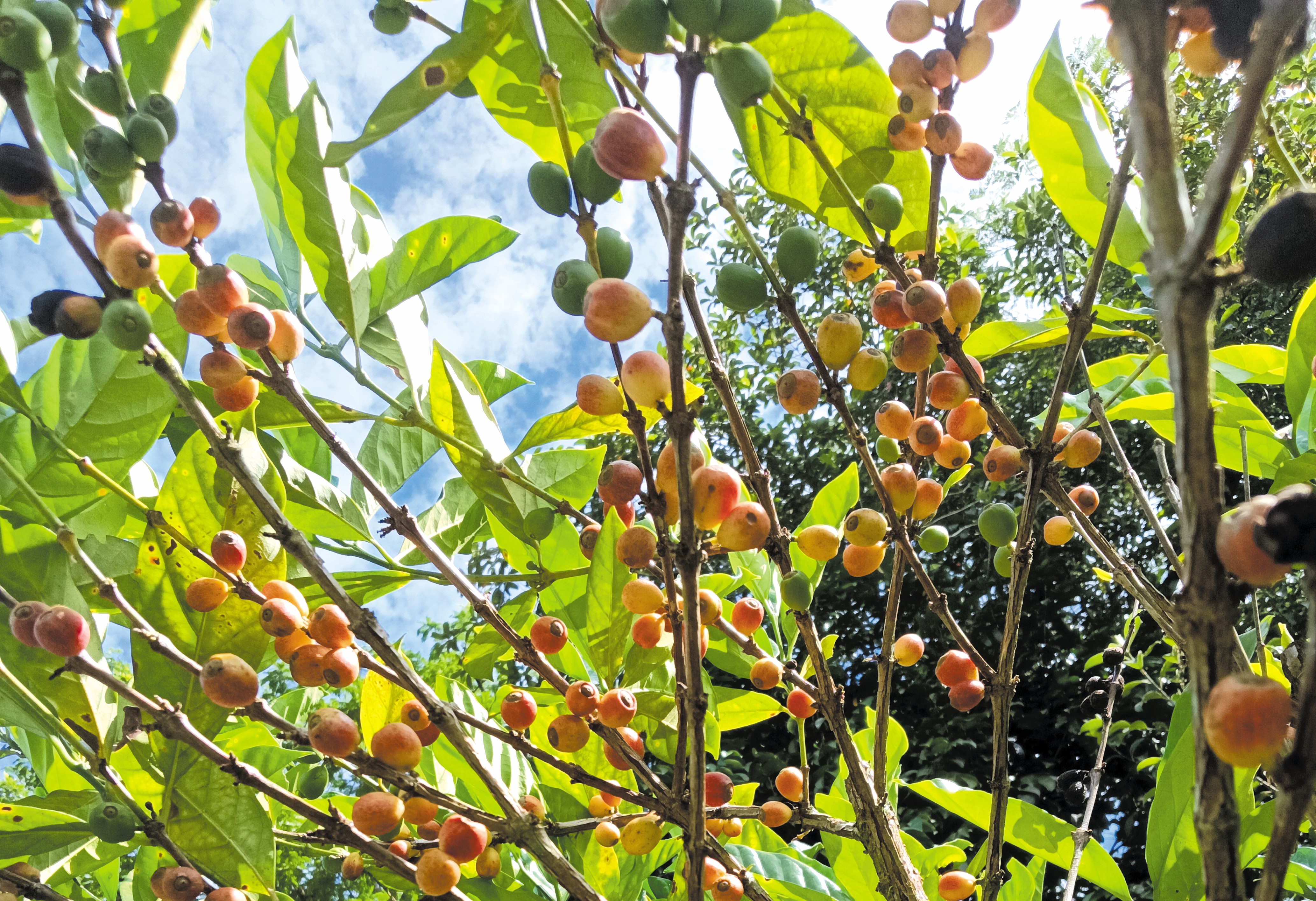 Homestay Kebun Kopi Liberika - Agrimag
