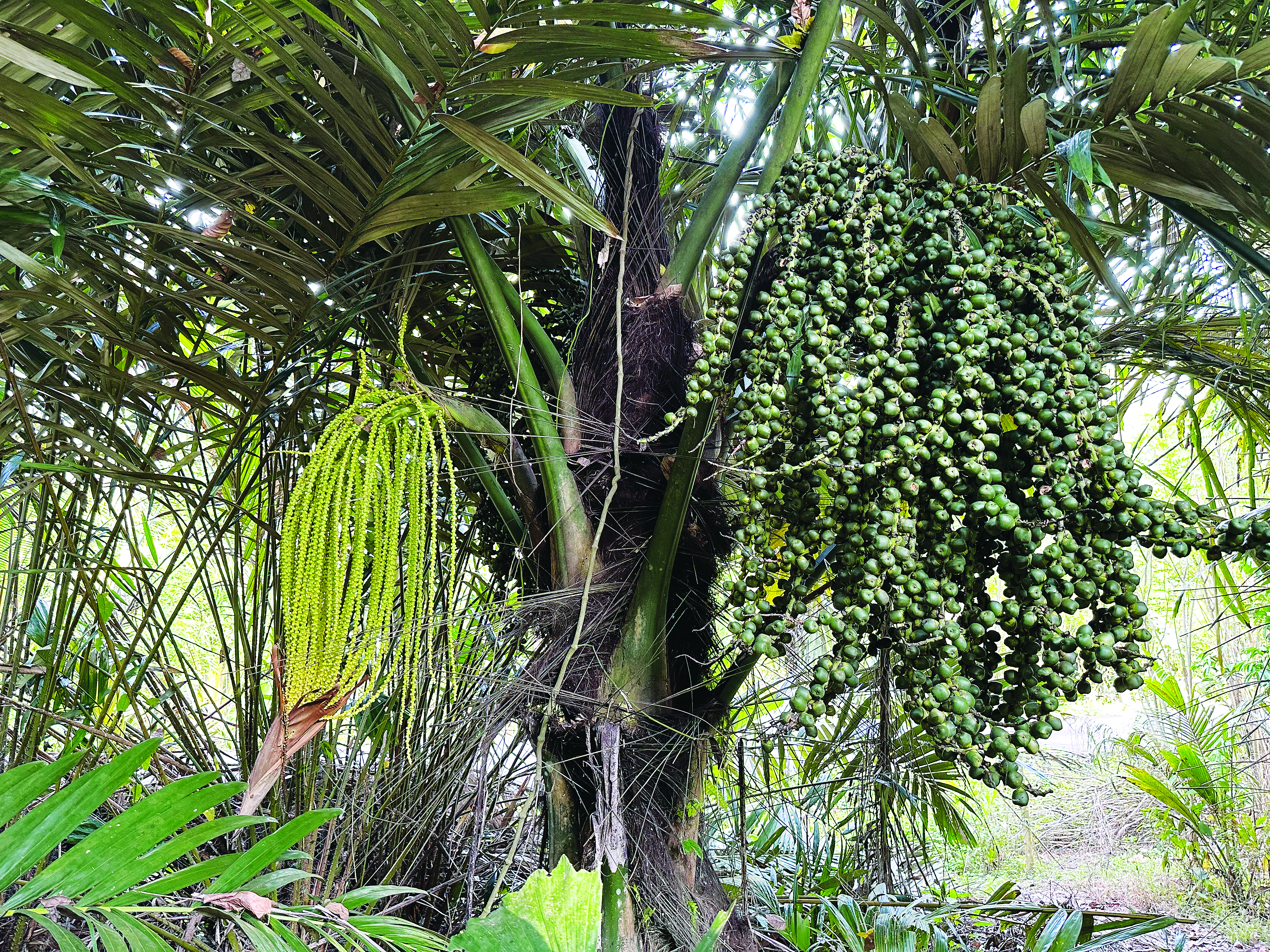 Jeli Eksotik Kabung - Agrimag