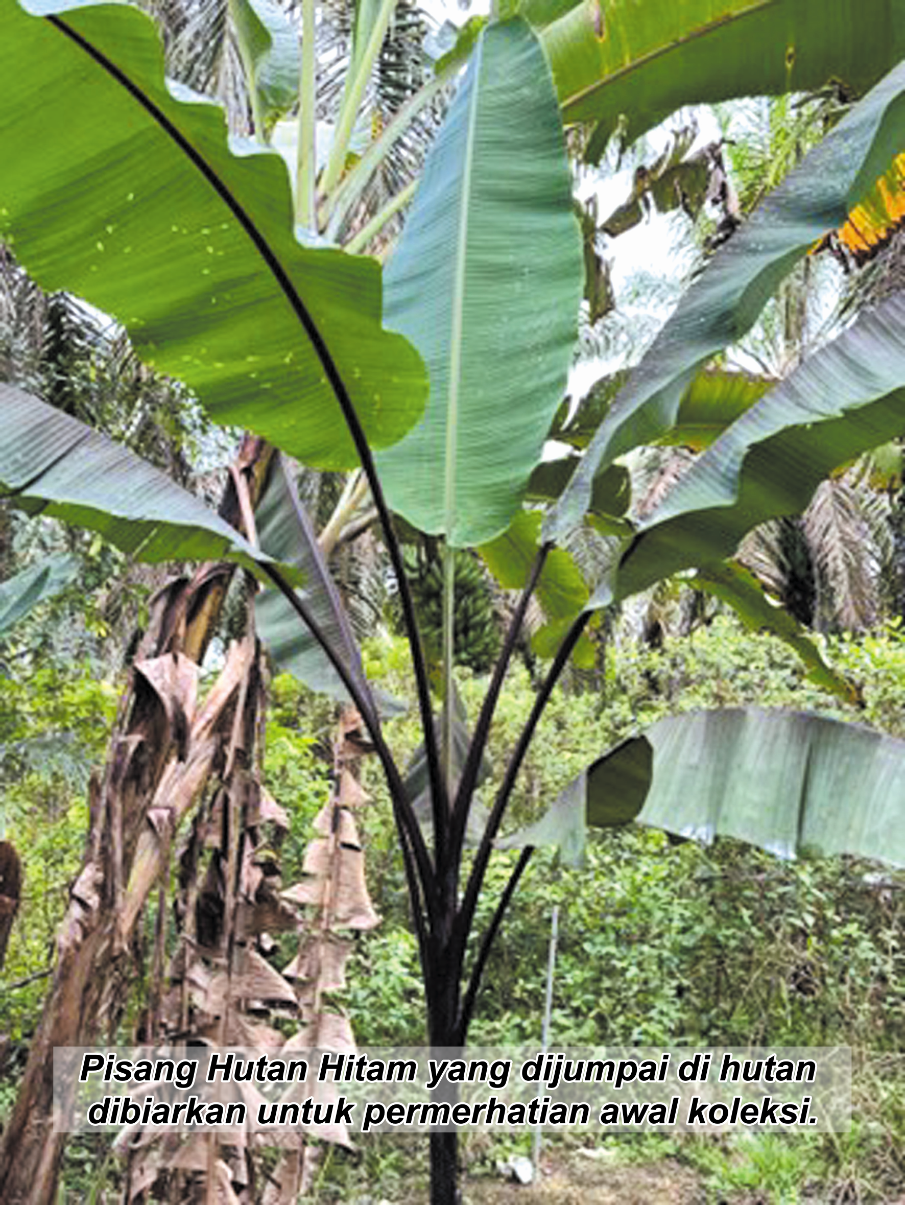 Dari Tanaman Selingan Menjadi Tanaman Koleksi - Agrimag