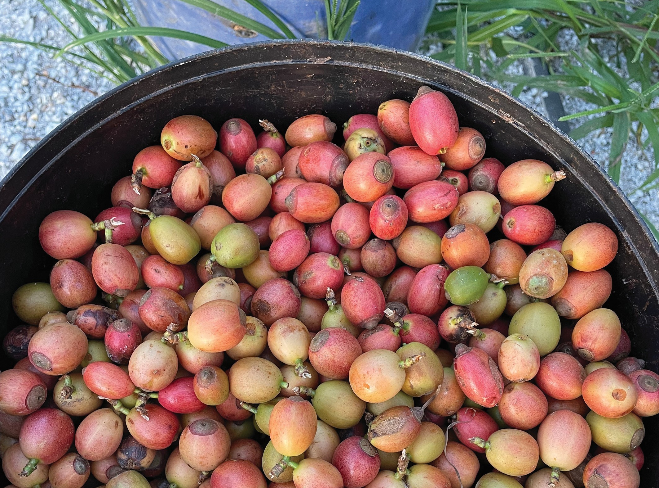 Pak Lang Che Nai Usahawan Kopi Daerah Sik - Agrimag