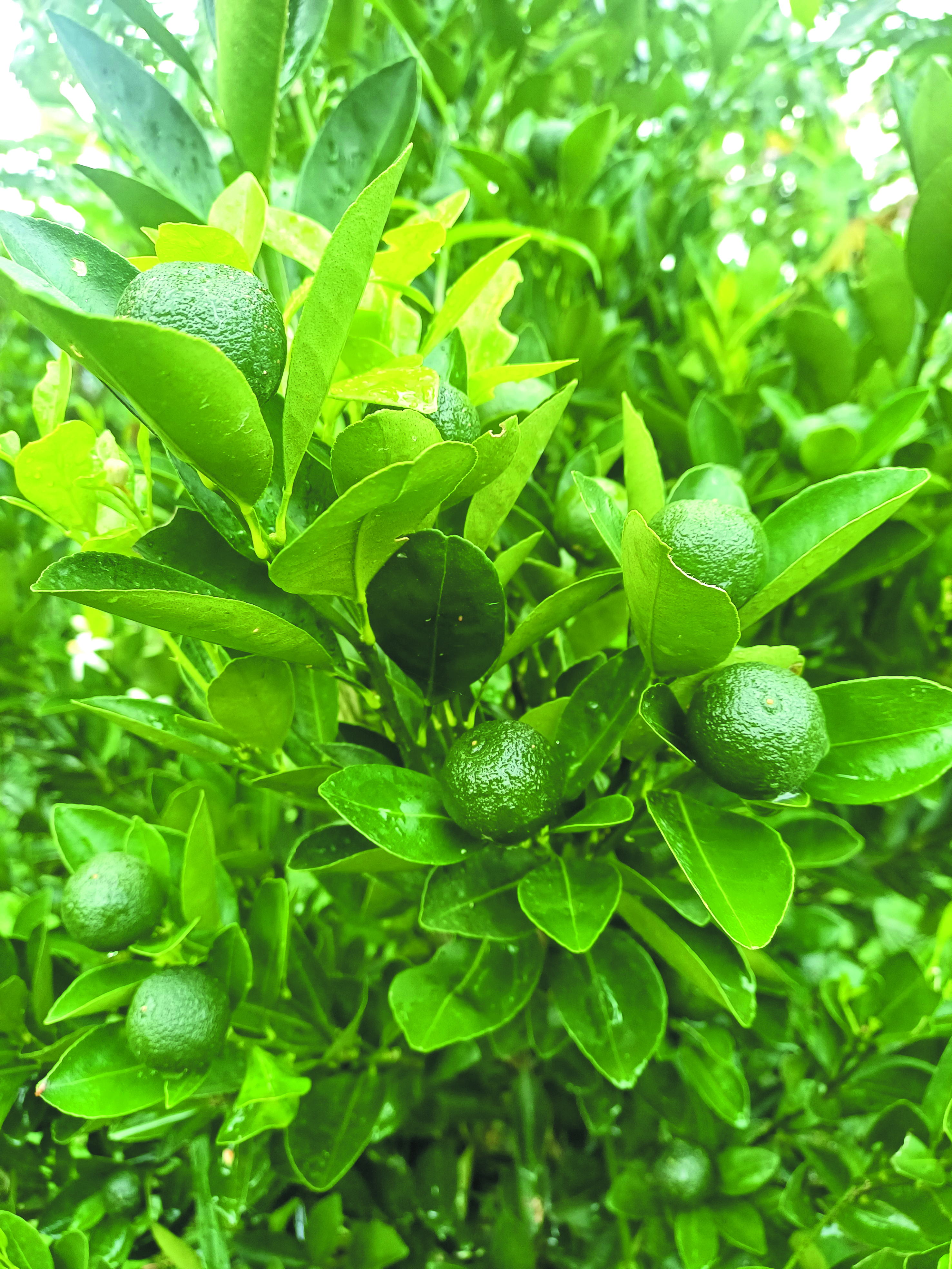 Limau Kasturi: Mudah Dijaga, Harga Jualan Rendah - Agrimag
