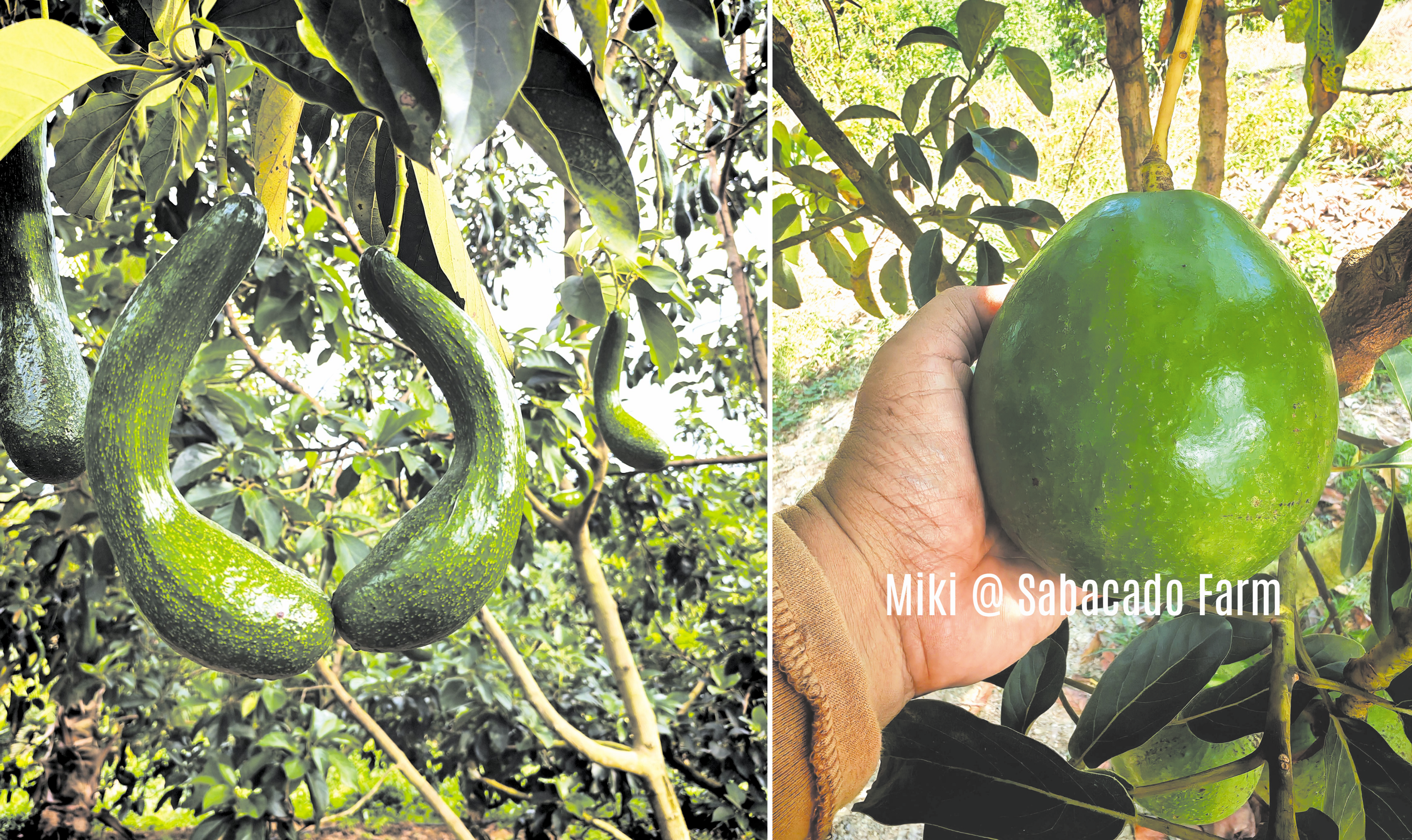 Avokado Sabacado Sabah Sasar Pasaran Semenanjung - Agrimag