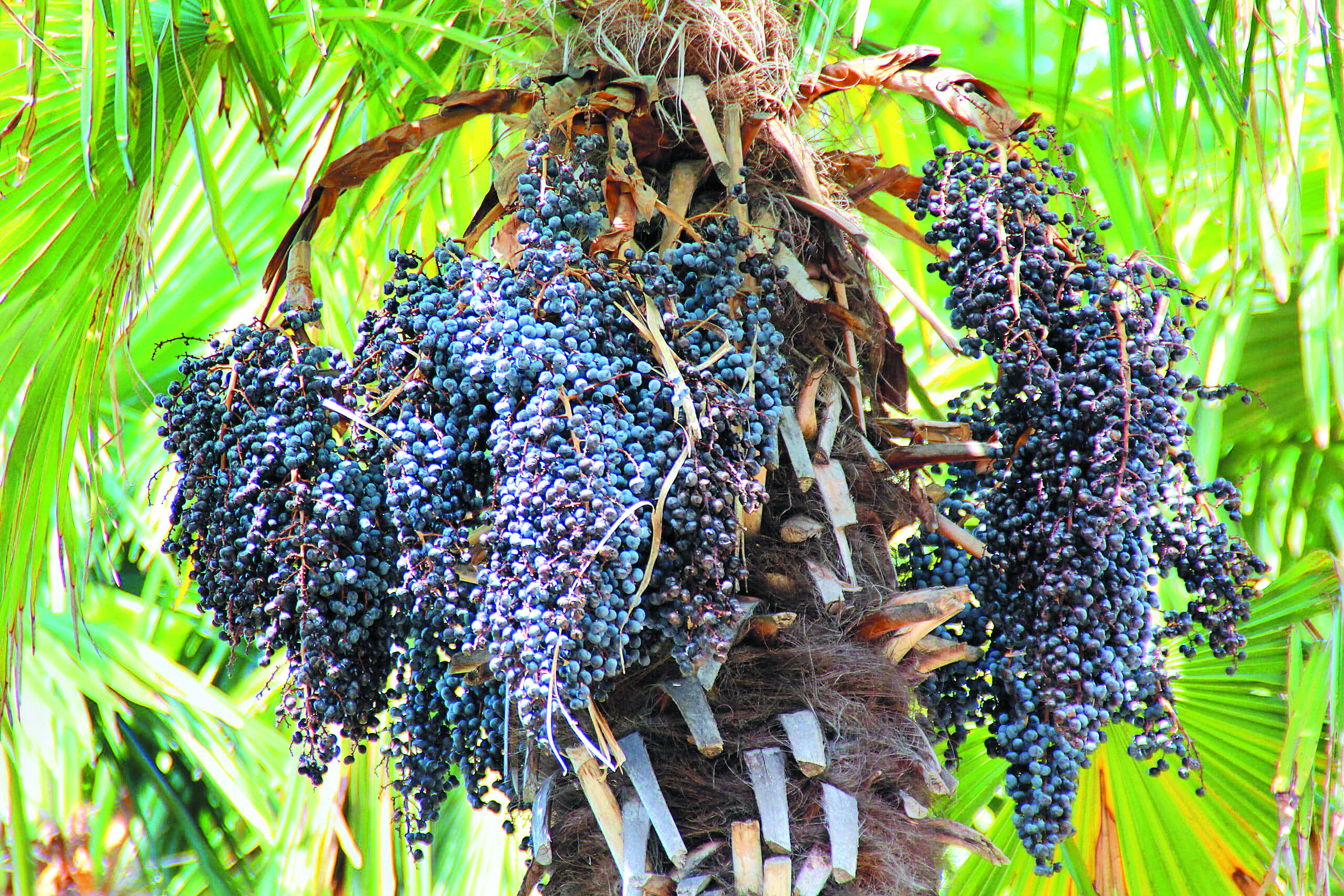 Palma Acai Tanaman Ekonomi Anti-oksidan - Agrimag