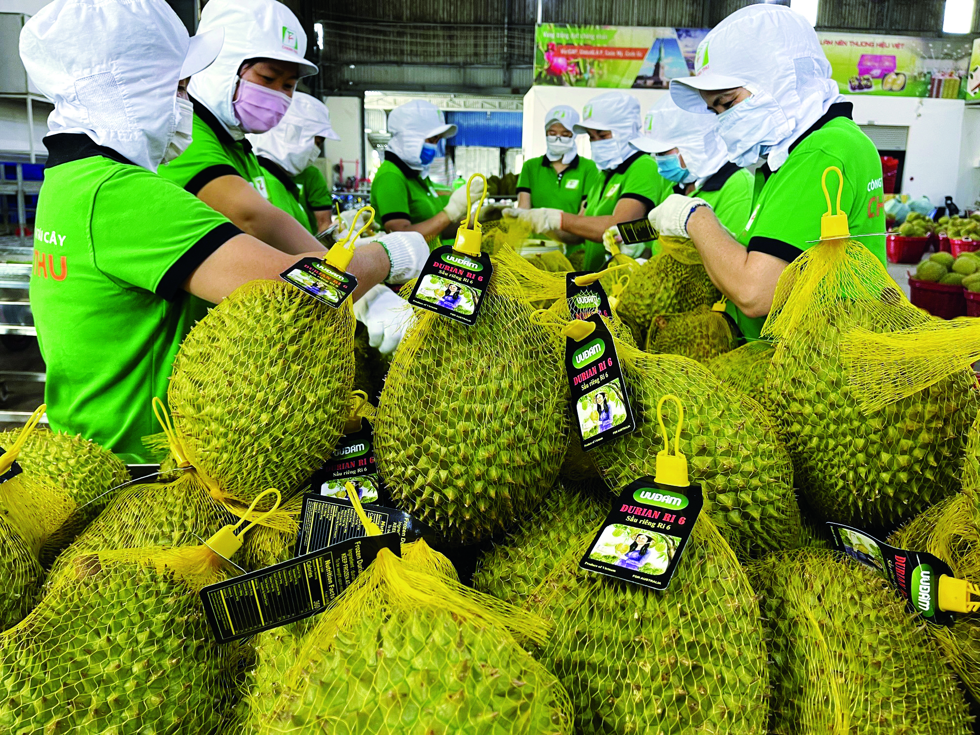 Durian Vietnam Perlu Tingkatkan Kualiti - Agrimag