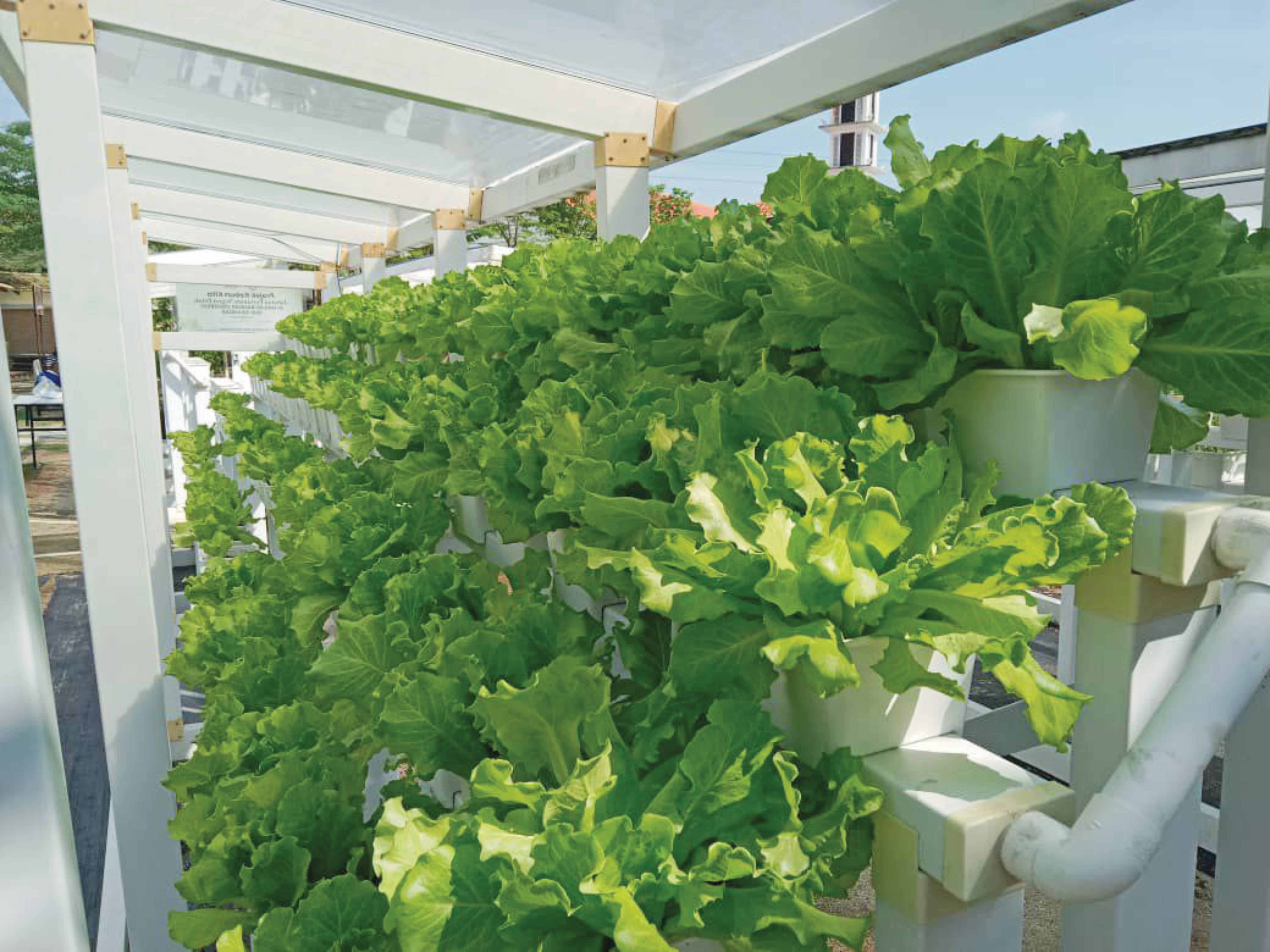 Kebun Bandar Dalam Kawasan Masjid - Agrimag