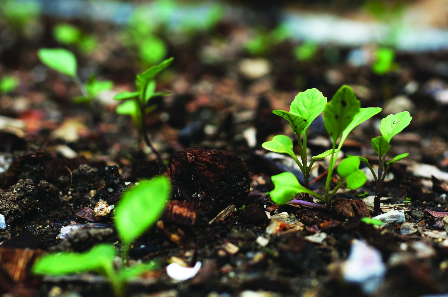 Tumbuhan dengan Asetat Boleh Hidup dalam Gelap - Agrimag