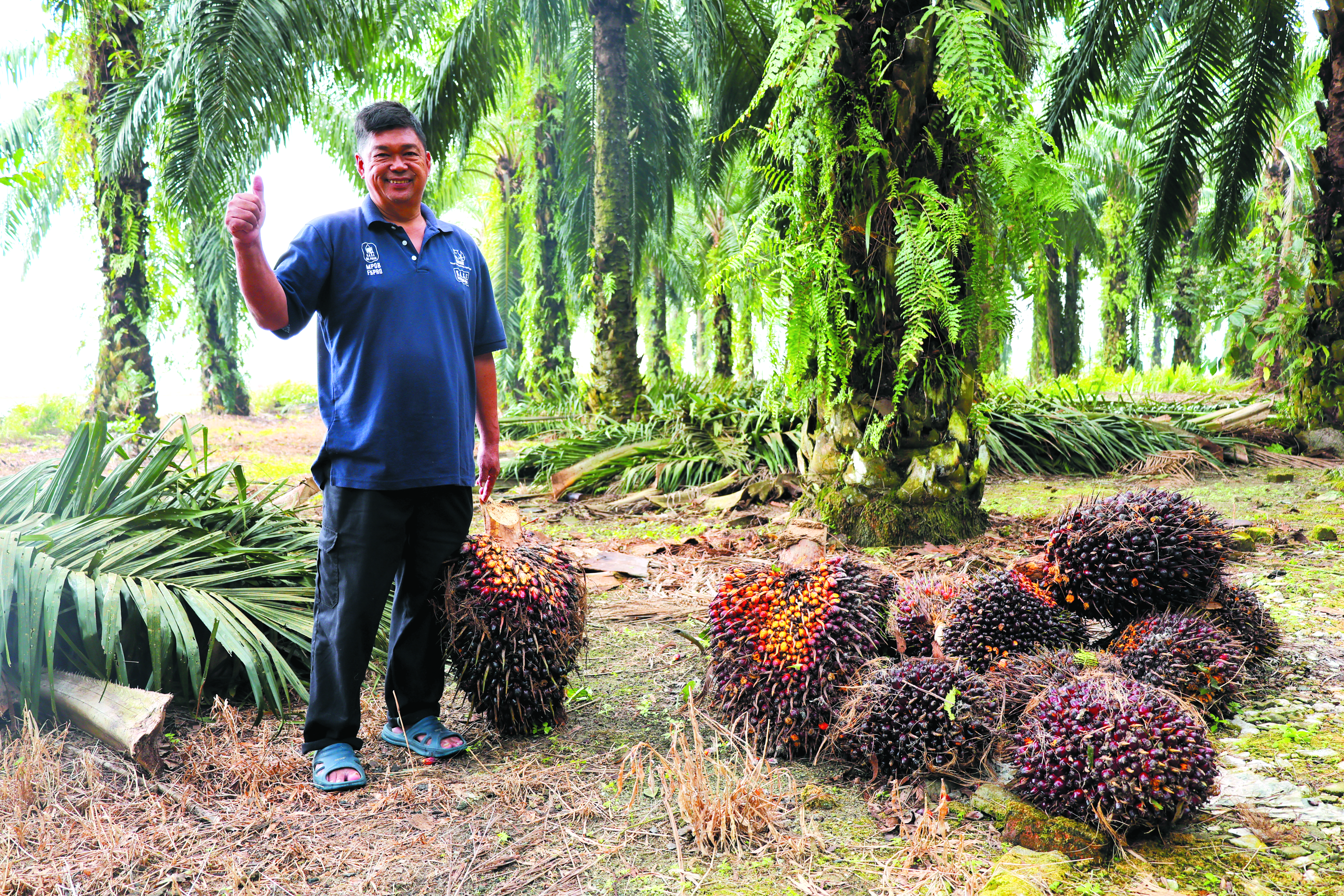 Hasil 17 Tan Sawit dengan Pembajaan Efektif - Agrimag