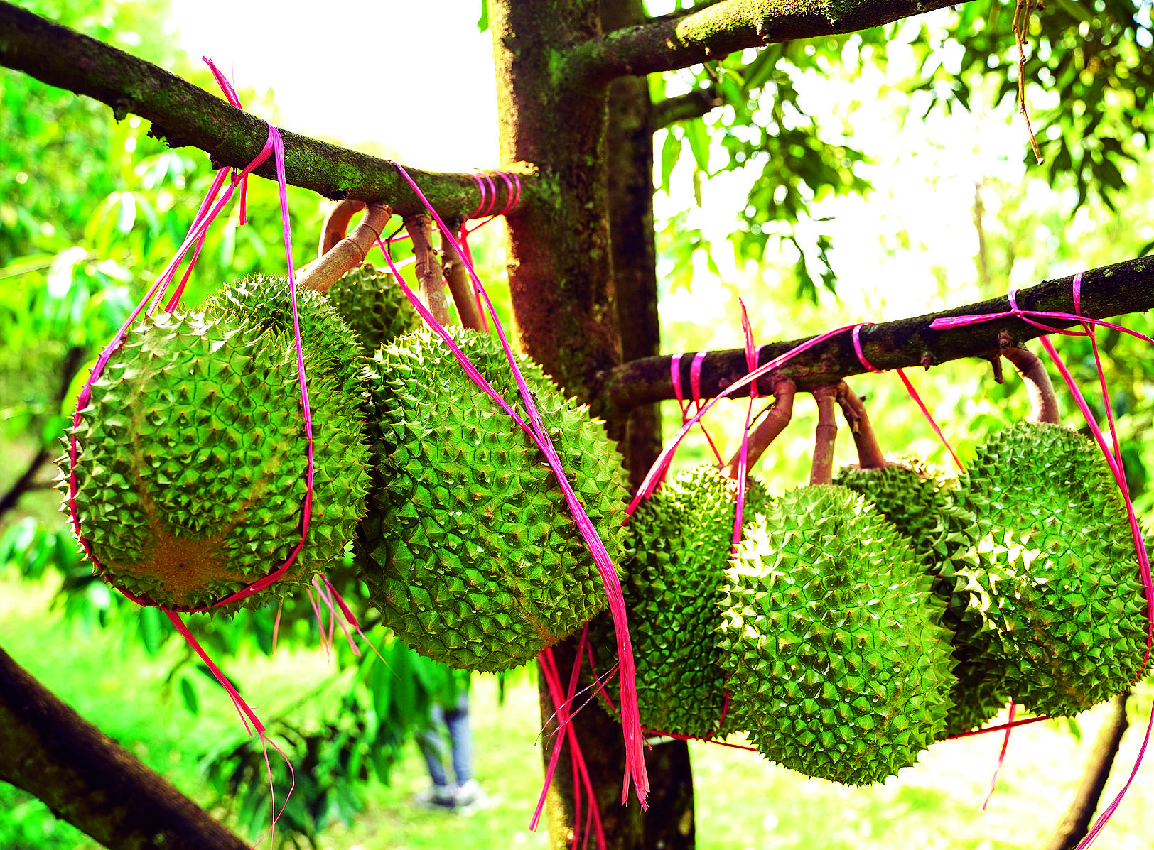 Durian Di Betong Musang King Paling Popular - Agrimag