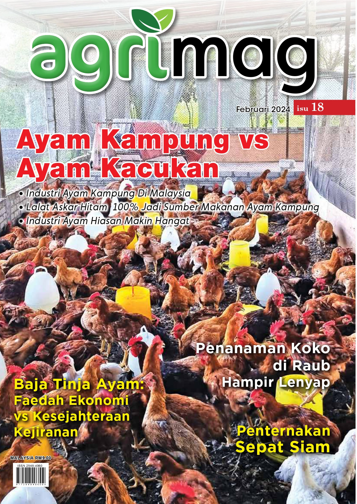 Ayam Kampung vs Ayam Kacukan (18) - Agrimag