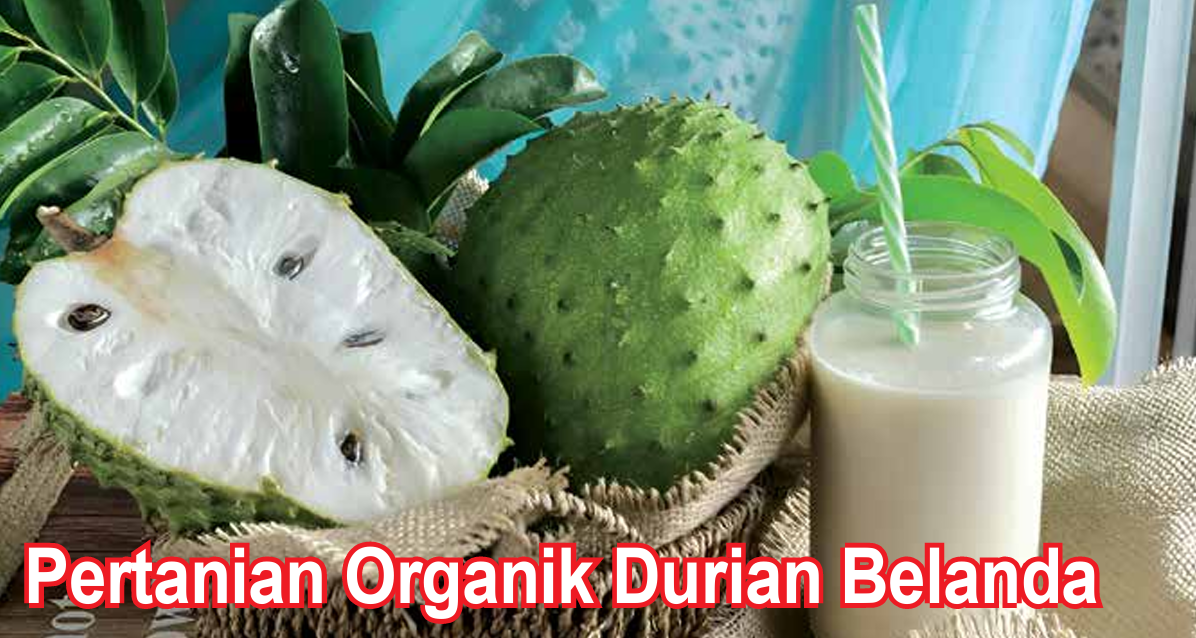Pertanian Organik Durian Belanda - Agrimag