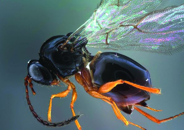 Tebuan Parasit Boleh Kawal Kerosakan Lalat Buah - Agrimag